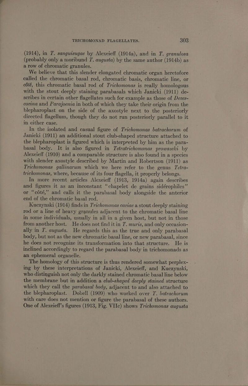 (1914), in 7. sanguisugae by Alexeieff (1914a), and in 7. granulosa (probably only a moribund 7’. augusta) by the same author (1914b) as a row of chromatic granules. We believe that this slender elongated chromatic organ heretofore called the chromatic basal rod, chromatic basis, chromatic line, or cété, this chromatic basal rod of Trichomonas is really homologous with the stout deeply staining parabasals which Janicki (1911) de- scribes in certain other flagellates such for example as those of Deves- covna and Parajoenza in both of which they take their origin from the blepharoplast on the side of the axostyle next to the posteriorly directed flagellum, though they do not run posteriorly parallel to it in either case. In the isolated and casual figure of Trichomonas batrachorum of Janicki (1911) an additional stout club-shaped structure attached to the blepharoplast is figured which is interpreted by him as the para- basal body. It is also figured in Tetratrichomonas prowazeki by Alexeieff (1910) and a comparable structure is also found in a species with slender axostyle described by Martin and Robertson (1911) as Trichomonas gallinarum which we here refer to the genus Tetra- trachomonas, where, because of its four flagella, it properly belongs. In more recent articles Alexeieft (1913, 1914a) again describes and figures it as an inconstant “chapelet de grains sidérophiles”’ or “cété,” and calls it the parabasal body alongside the anterior end of the chromatic basal rod. Kuczynski (1914) finds in Trichomonas caviae a stout deeply staining rod or a line of heavy granules adjacent to the chromatic basal line in some individuals, usually in all'in a given host, but not in those from another host. He does not find it in 7’. muris, and only occasion- ally in T’. augusta. He regards this as the true and only parabasal body, but not as the new chromatic basal line, or new parabasal, since he does not recognize its transformation into that structure. He is inclined accordingly to regard the parabasal body in trichomonads as an ephemeral organelle. ing by these interpretations of Janicki, Alexeieff, and Kuczynski, who distinguish not only the darkly stained chromatic basal line below the membrane but in addition a club-shaped deeply stained structure which they call the parabasal body, adjacent to and also attached to the blepharoplast. Dobell (1909) who worked over 7’. batrachorum with care does not mention or figure the parabasal of these authors. One of Alexeieff’s figures (1913, Fig. VIIc) shows Trichomonas augusta