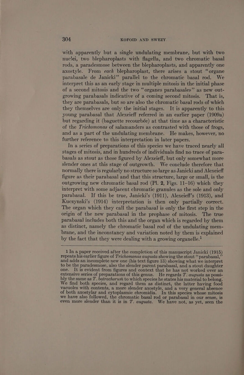 with apparently but a single undulating membrane, but with two nuclei, two blepharoplasts with flagella, and two chromatic basal rods, a paradesmose between the blepharoplasts, and apparently one axostyle. From each blepharoplast, there arises a stout “organe parabasale de Janicki” parallel to the chromatic basal rod. We interpret this as an early stage in multiple mitosis in the initial phase of a second mitosis and the two “organes parabasales” as new out- growing parabasals indicative of a coming second mitosis. That is, they are parabasals, but so are also the chromatic basal rods of which they themselves are only the initial stages. It is apparently to this young parabasal that Alexeieff referred in an earlier paper (1909a) but regarding it (baguette recourbée) at that time as a characteristic of the Trichomonas of salamanders as contrasted with those of frogs, and as a part of the undulating membrane. He makes, however, no further reference to this interpretation in later papers. In a series of preparations of this species we have traced nearly all stages of mitosis, and in hundreds of individuals find no trace of para- basals as stout as those figured by Alexeieff, but only somewhat more slender ones at this stage of outgrowth. We conclude therefore that normally there is regularly no structure so large as Janicki and Alexeieff figure as their parabasal and that this structure, large or small, is the outgrowing new chromatic basal rod (Pl. 2, Figs. 11-16) which they interpret with some adjacent chromatic granules as the sole and only parabasal. If this be true, Janicki’s (1911), Alexeiefi’s (1913), and Kuczynski’s (1914) interpretation is then only partially correct. The organ which they call the parabasal is only the first step in the origin of the new parabasal in the prophase of mitosis. The true parabasal includes both this and the organ which is regarded by them as distinct, namely the chromatic basal rod of the undulating mem- brane, and the inconstancy and variation noted by them is explained by the fact that they were dealing with a growing organelle.! 1 In a paper received after the completion of this manuscript Janicki (1915) repeats his earlier figure of Trichomonas augusta showing the stout “parabasal,”’ and adds an incomplete new one (his text figure 13) showing what we interpret to be the paradesmose, also the slender parent parabasal, and a stout daughter one. It is evident from figures and context that he has not worked over an extensive series of preparations of this genus. He regards 7’. augusta as possi- bly the same as 7’. batrachorum to which species he states his material to belong. We find both species, and regard them as distinct, the latter having food vacuoles with contents, a more slender axostyle, and a very general absence of both axostylar and cytoplasmic chromidia. In this species whose mitosis we have also followed, the chromatic basal rod or parabasal in our sense, is even more slender than it is in T. augusta. We have not, as yet, seen the