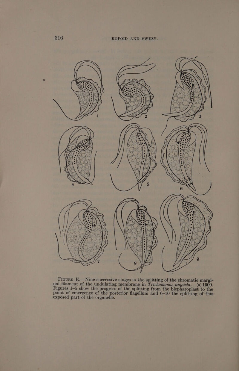 Ficurr E. Nine successive stages in the splitting of the chromatic margi- nal filament of the undulating membrane in Trichomonas augusta. X 1500. Figures 1-5 show the progress of the splitting from the blepharoplast to the point of emergence of the posterior flagellum and 6-10 the splitting of this exposed part of the organelle.