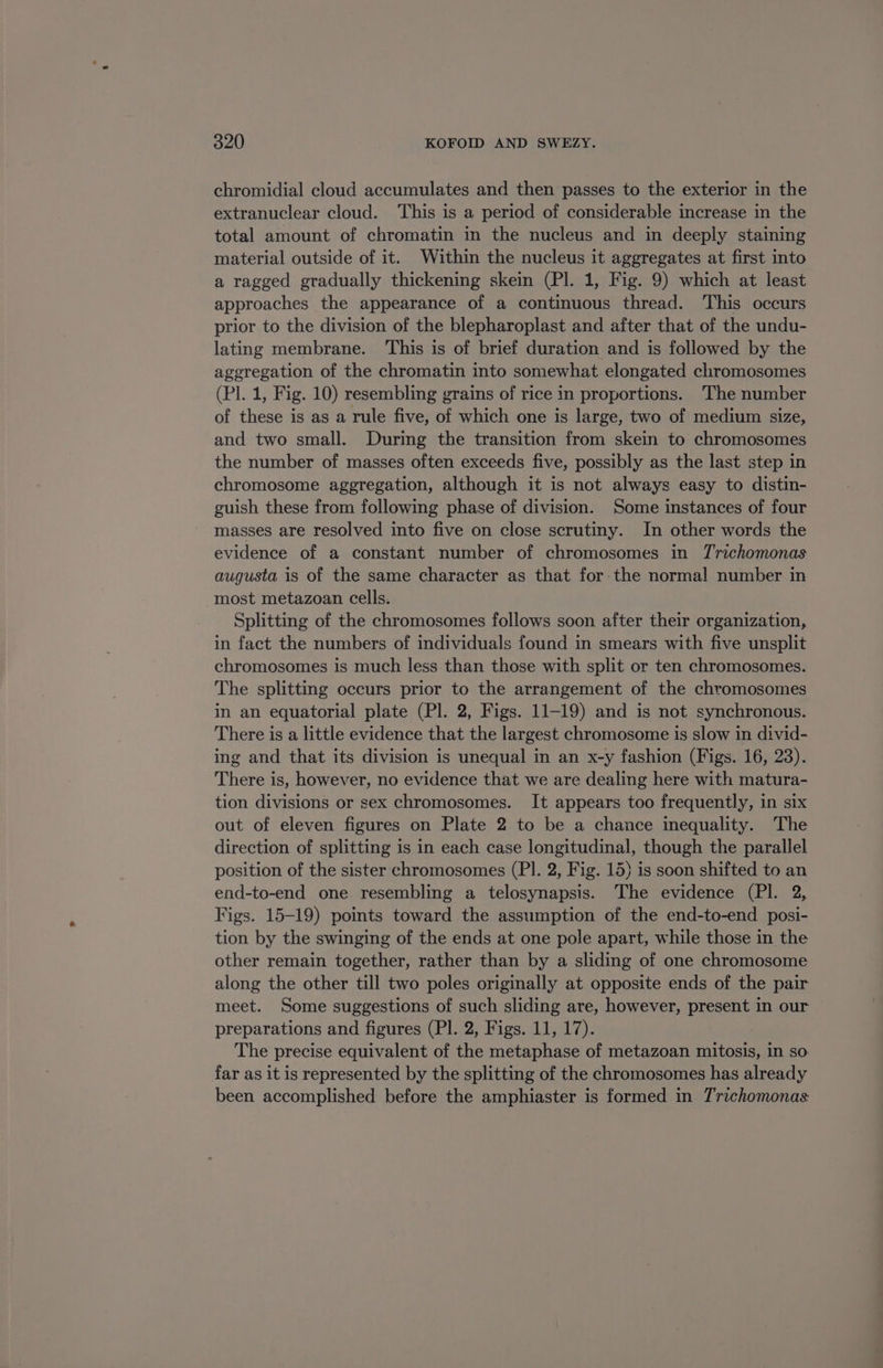 chromidial cloud accumulates and then passes to the exterior in the extranuclear cloud. This is a period of considerable increase in the total amount of chromatin in the nucleus and in deeply staining material outside of it. Within the nucleus it aggregates at first into a ragged gradually thickening skein (Pl. 1, Fig. 9) which at least approaches the appearance of a continuous thread. This occurs prior to the division of the blepharoplast and after that of the undu- lating membrane. This is of brief duration and is followed by the aggregation of the chromatin into somewhat elongated chromosomes (Pl. 1, Fig. 10) resembling grains of rice in proportions. ‘The number of these is as a rule five, of which one is large, two of medium size, and two small. During the transition from skein to chromosomes the number of masses often exceeds five, possibly as the last step in chromosome aggregation, although it is not always easy to distin- guish these from following phase of division. Some instances of four masses are resolved into five on close scrutiny. In other words the evidence of a constant number of chromosomes in Trichomonas augusta is of the same character as that for the normal number in most metazoan cells. Splitting of the chromosomes follows soon after their organization, in fact the numbers of individuals found in smears with five unsplit chromosomes is much less than those with split or ten chromosomes. The splitting occurs prior to the arrangement of the chromosomes in an equatorial plate (Pl. 2, Figs. 11-19) and is not synchronous. There is a little evidence that the largest chromosome is slow in divid- ing and that its division is unequal in an x-y fashion (Figs. 16, 23). There is, however, no evidence that we are dealing here with matura- tion divisions or sex chromosomes. It appears too frequently, in six out of eleven figures on Plate 2 to be a chance inequality. The direction of splitting is in each case longitudinal, though the parallel position of the sister chromosomes (PI. 2, Fig. 15) is soon shifted to an end-to-end one resembling a telosynapsis. The evidence (Pl. 2, Figs. 15-19) points toward the assumption of the end-to-end posi- tion by the swinging of the ends at one pole apart, while those in the other remain together, rather than by a sliding of one chromosome along the other till two poles originally at opposite ends of the pair meet. Some suggestions of such sliding are, however, present in our preparations and figures (Pl. 2, Figs. 11, 17). The precise equivalent of the metaphase of metazoan mitosis, in so far as it is represented by the splitting of the chromosomes has already been accomplished before the amphiaster is formed in Trichomonas