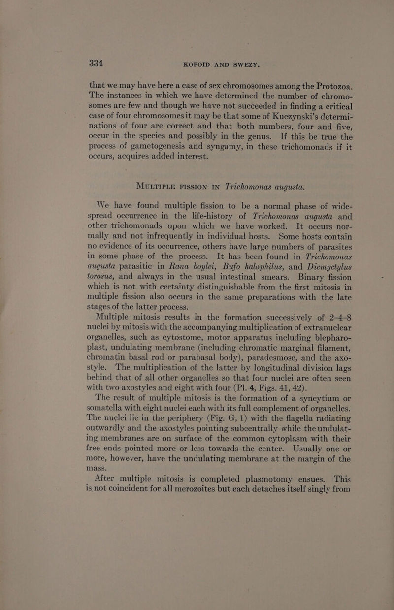 that we may have here a case of sex chromosomes among the Protozoa. The instances in which we have determined the number of chromo- somes are few and though we have not succeeded in finding a critical case of four chromosomes it may be that some of Kuczynski’s determi- nations of four are correct and that both numbers, four and five, occur in the species and possibly in the genus. If this be true the process of gametogenesis and syngamy, in these trichomonads if it occurs, acquires added interest. MULTIPLE FISSION IN Trichomonas augusta. We have found multiple fission to be a normal phase of wide- spread occurrence in the life-history of Trichomonas augusta and other trichomonads upon which we have worked. It occurs nor- mally and not infrequently in individual hosts. Some hosts contain no evidence of its occurrence, others have large numbers of parasites in some phase of the process. It has been found in Trichomonas augusta parasitic in Rana boylei, Bufo halophilus, and Diemyctylus torosus, and always in the usual intestinal smears. Binary fission which is not with certainty distinguishable from the first mitosis in multiple fission also occurs in the same preparations with the late stages of the latter process. Multiple mitosis results in the formation successively of 2-4-8 nuclei by mitosis with the accompanying multiplication of extranuclear organelles, such as cytostome, motor apparatus including blepharo- plast, undulating membrane (including chromatic marginal filament, chromatin basal rod or parabasal body), paradesmose, and the axo- style. The multiplication of the latter by longitudinal division lags behind that of all other organelles so that four nuclei are often seen with two axostyles and eight with four (Pl. 4, Figs. 41, 42). The result of multiple mitosis is the formation of a syncytium or somatella with eight nuclei each with its full complement of organelles. The nuclei lie in the periphery (Fig. G, 1) with the flagella radiating outwardly and the axostyles pointing subcentrally while the undulat- ing membranes are on surface of the common cytoplasm with their free ends pointed more or less towards the center. Usually one or more, however, have the undulating membrane at the margin of the mass. After multiple mitosis is completed plasmotomy ensues. ‘This is not coincident for all merozoites but each detaches itself singly from