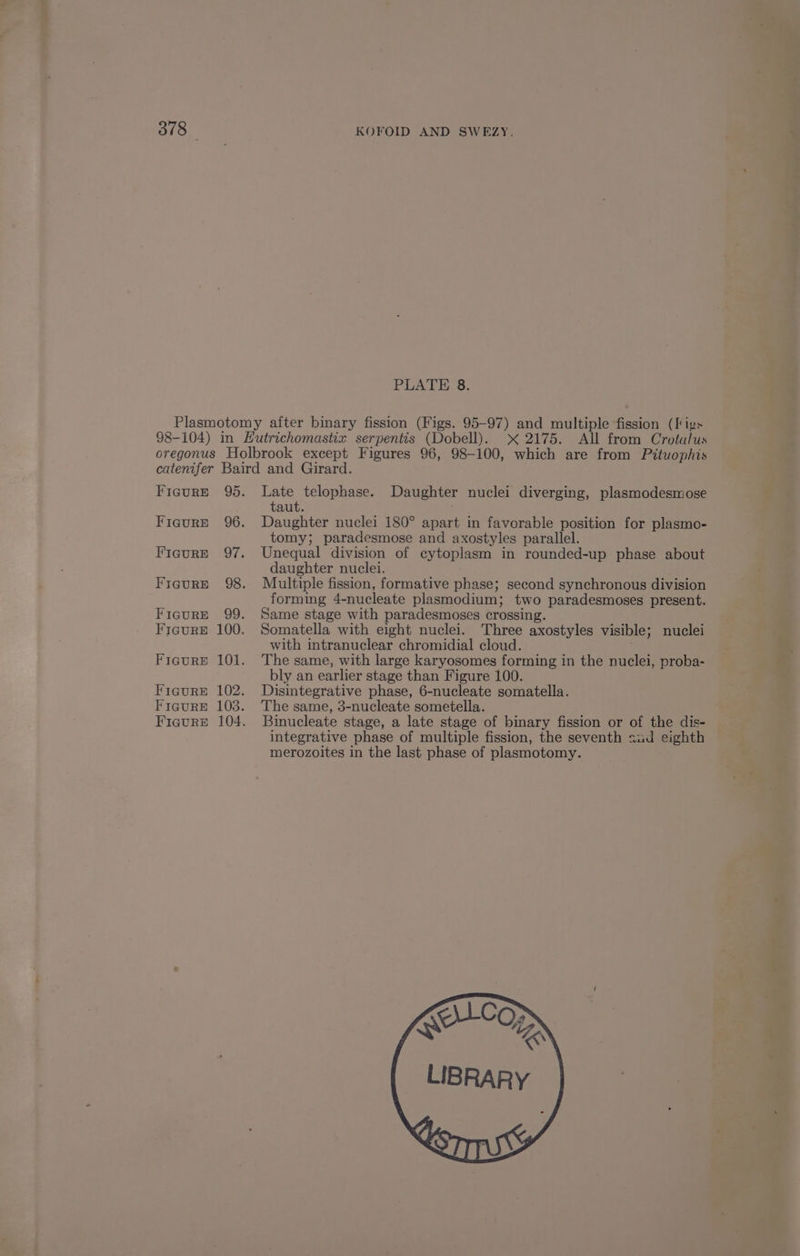 378 KOFOID AND SWEZY. PLATE 8. Figure 95. Figure 96. FIguRE 97. FiguRE 98. Figure 99. Figure 100. Figure 101. Figure 102. Late telophase. Daughter nuclei diverging, plasmodesmose taut. Daughter nuclei 180° apart in favorable position for plasmo- tomy; paradesmose and axostyles parallel. Unequal division of cytoplasm in rounded-up phase about daughter nuclei. Multiple fission, formative phase; second synchronous division forming 4-nucleate plasmodium; two paradesmoses present. Same stage with paradesmoses crossing. Somatella with eight nuclei. Three axostyles visible; nuclei with intranuclear chromidial cloud. The same, with large karyosomes forming in the nuclei, proba- bly an earlier stage than Figure 100. Disintegrative phase, 6-nucleate somatella. The same, 3-nucleate sometella. Binucleate stage, a late stage of binary fission or of the dis- integrative phase of multiple fission, the seventh aid eighth merozoites in the last phase of plasmotomy.