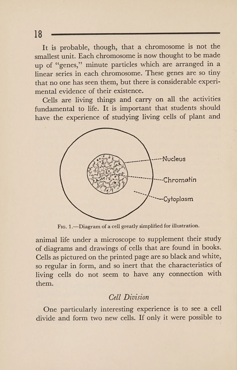 CG ————&lt;$—$———————————— It is probable, though, that a chromosome is not the smallest unit. Each chromosome is now thought to be made up of “genes,” minute particles which are arranged in a linear series in each chromosome. These genes are so tiny that no one has seen them, but there is considerable experi- mental evidence of their existence. | Cells are living things and carry on all the activities fundamental to life. It is important that students should have the experience of studying living cells of plant and = Pree q a erce ft. +~-Cytoplasm Fic. 1.—Diagram of a cell greatly simplified for illustration. animal life under a microscope to supplement their study of diagrams and drawings of cells that are found in books. Cells as pictured on the printed page are so black and white, so regular in form, and so inert that the characteristics of living cells do not seem to have any connection with them. Cell Division One particularly interesting experience is to see a cell divide and form two new cells. If only it were possible to