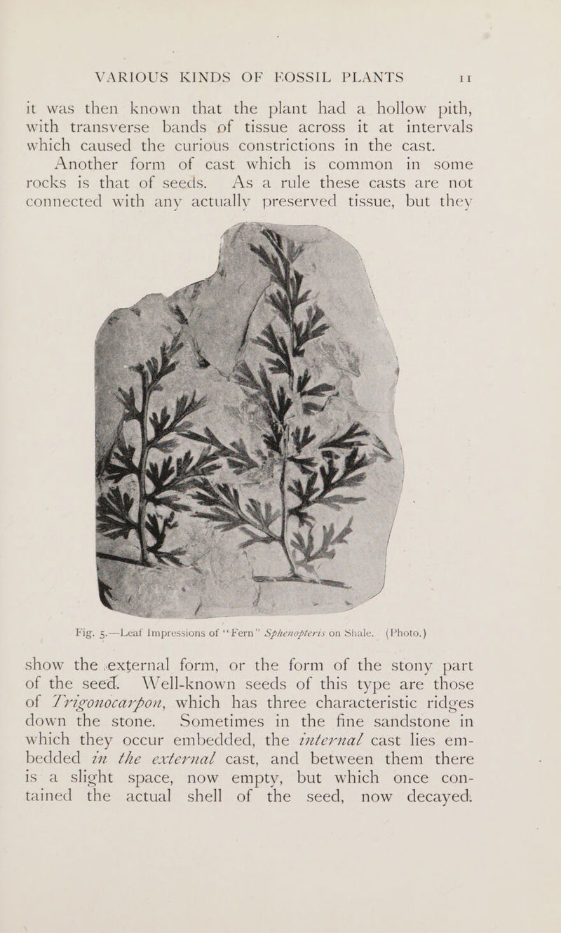it was then known that the plant had a hollow pith, with transverse bands of tissue across it at intervals which caused the curious constrictions in the cast. Another form of cast which is common in some rocks is that of seeds. As a rule these casts are not connected with any actually preserved tissue, but they Fig. 5.—Leaf Impressions of ‘‘Fern” Sphenopteris on Shale. (Photo.) show the ,.external form, or the form of the stony part of the seed. Well-known seeds of this type are those of Zrzgonocarpon, which has three characteristic ridges down the stone. Sometimes in the fine sandstone in which they occur embedded, the zz¢ernaZl cast lies em- bedded zz the external cast, and between them there is a slight space, now empty, but which once con- tained the actual shell of the seed, now decayed.