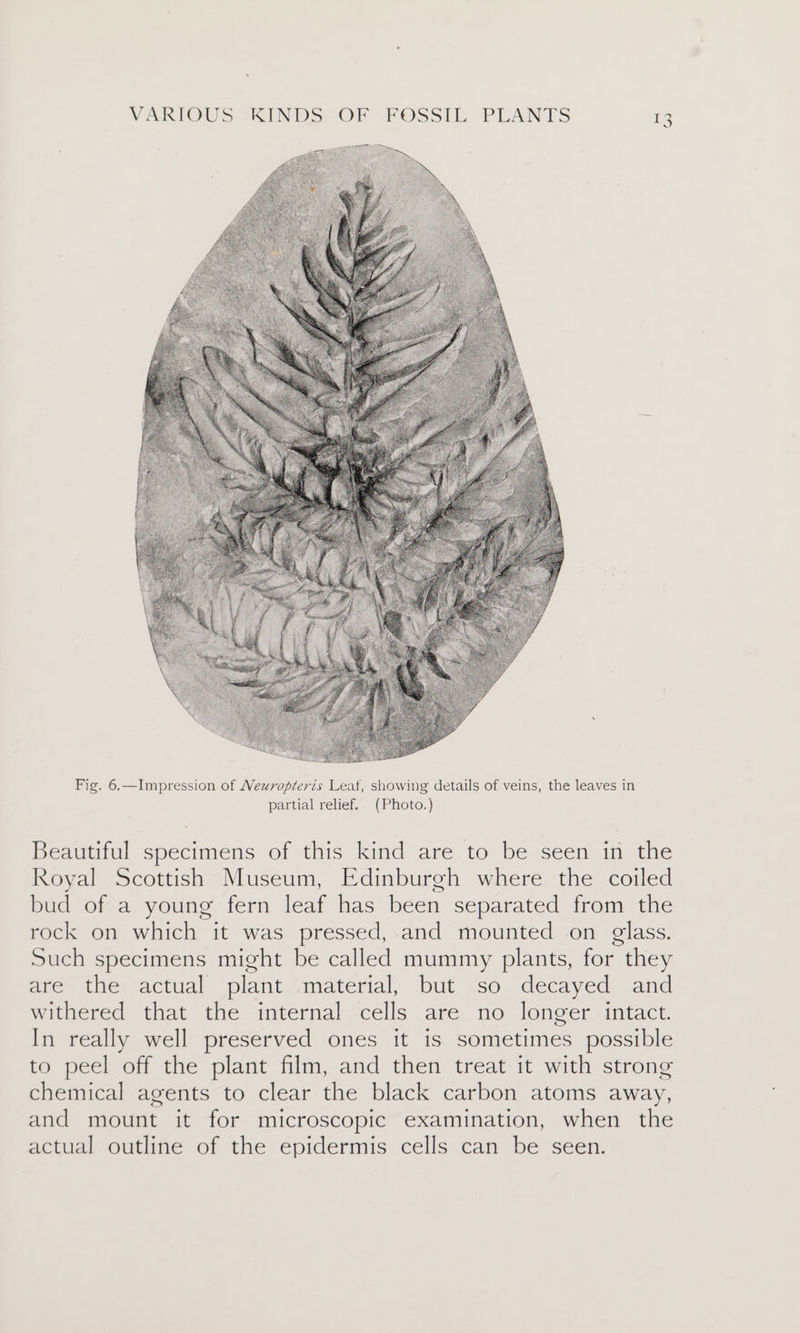 Fig. 6.—Impression of Neuropteris Leat, showing details of veins, the leaves in partial relief. (Photo.) Beautiful specimens of this kind are to be seen in the Royal Scottish Museum, Edinburgh where the coiled bud of a young fern leaf has been separated from the rock on which it was pressed, and mounted on glass. Such specimens might be called mummy plants, for they are the actual plant material, but so decayed and withered that the internal cells are no longer intact. In really well preserved ones it is sometimes possible to peel off the plant film, and then treat it with strong chemical agents to clear the black carbon atoms away, and mount it for microscopic examination, when the actual outline of the epidermis cells can be seen.