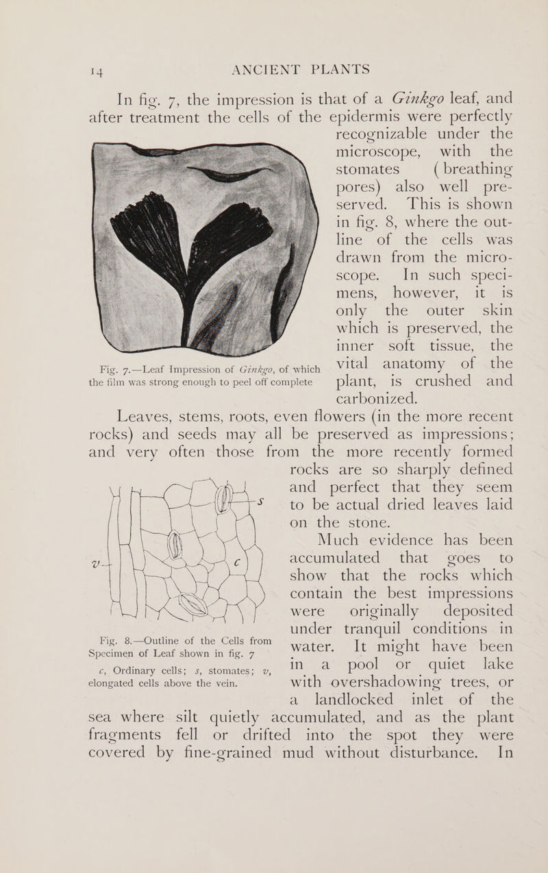 In fig. 7, the impression is that of a Gezkgo leaf, and after treatment the cells of the epidermis were perfectly recognizable under the microscope, with the stomates ( breathing pores) also well pre- served. This is shown in fig. 8, where the out- line of the cells was drawn from the micro- scope, In such speci- mens, however, it is enly the outer “skin which is preserved, the inner soft tissue, the Fig. 7.—Leaf Impression of Ginkgo, of which vital anatomy of the the film was strong enough to peel off complete plant, iS crushed and | carbonized. Leaves, stems, roots, even flowers (in the more recent rocks) and seeds may all be preserved as impressions; and very often -those from the more recently formed rocks are so sharply defined and perfect that they seem to be actual dried leaves laid en: the stone. Much evidence has been accumulated that goes to show that the rocks which contain the best impressions were originally deposited under tranquil conditions in water, lt «might haye Sbcen c, Ordinary cells; s, stomates; vw, ina! pool Ce quiet lak elongated cells above the vein. with overshadowing CLECs: {Ou a’ landlocked’. inlet= of sathe sea where silt quietly accumulated, and as the plant fragments fell or dritted into “the spot they were covered by fine-grained mud without disturbance. In Fig. 8.—Outline of the Cells from Specimen of Leaf shown in fig. 7
