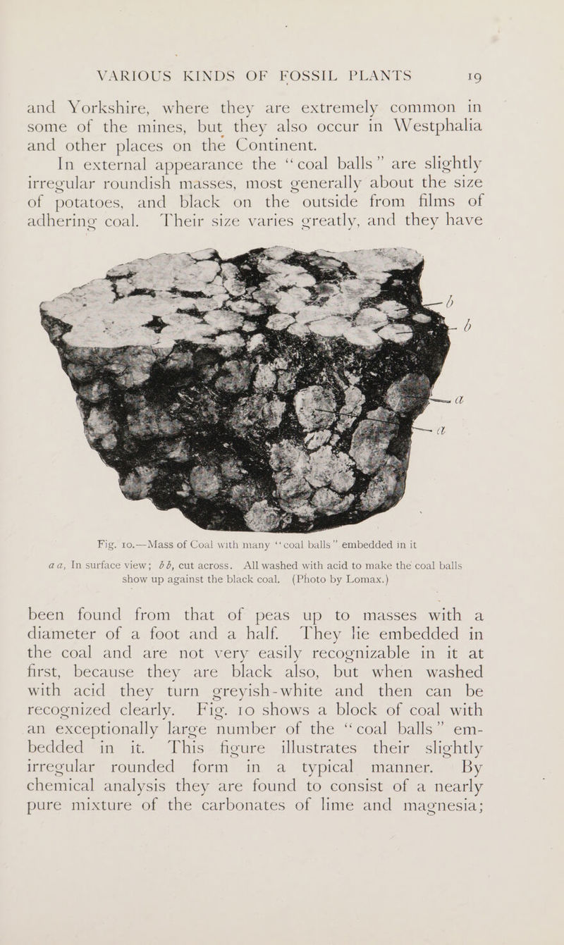 and Yorkshire, where they are extremely common in some of the mines, but they also occur in Westphalia and other places on the Continent. In external appearance the “coal balls” are slightly irregular roundish masses, most generally about the size of potatoes, and black on the outside from films of adhering coal. Their size varies greatly, and they have aa, In surface view; 44, cut across. All washed with acid to make the coal balls show up against the black coal. (Photo by Lomax.) been found from that of peas up to masses with a diameter of a foot and a half. They le embedded in the coal and are not very easily recognizable in it at first, because they are black also, but when washed with acid they turn greyish-white and then can be recognized clearly. Fig. 10 shows a block of coal with an exceptionally large number of the “coal balls” em- bedded in it. This figure illustrates their slightly irregular rounded form in a typical manner. By chemical analysis they are found to consist of a nearly pure mixture of the carbonates of lime and magnesia;
