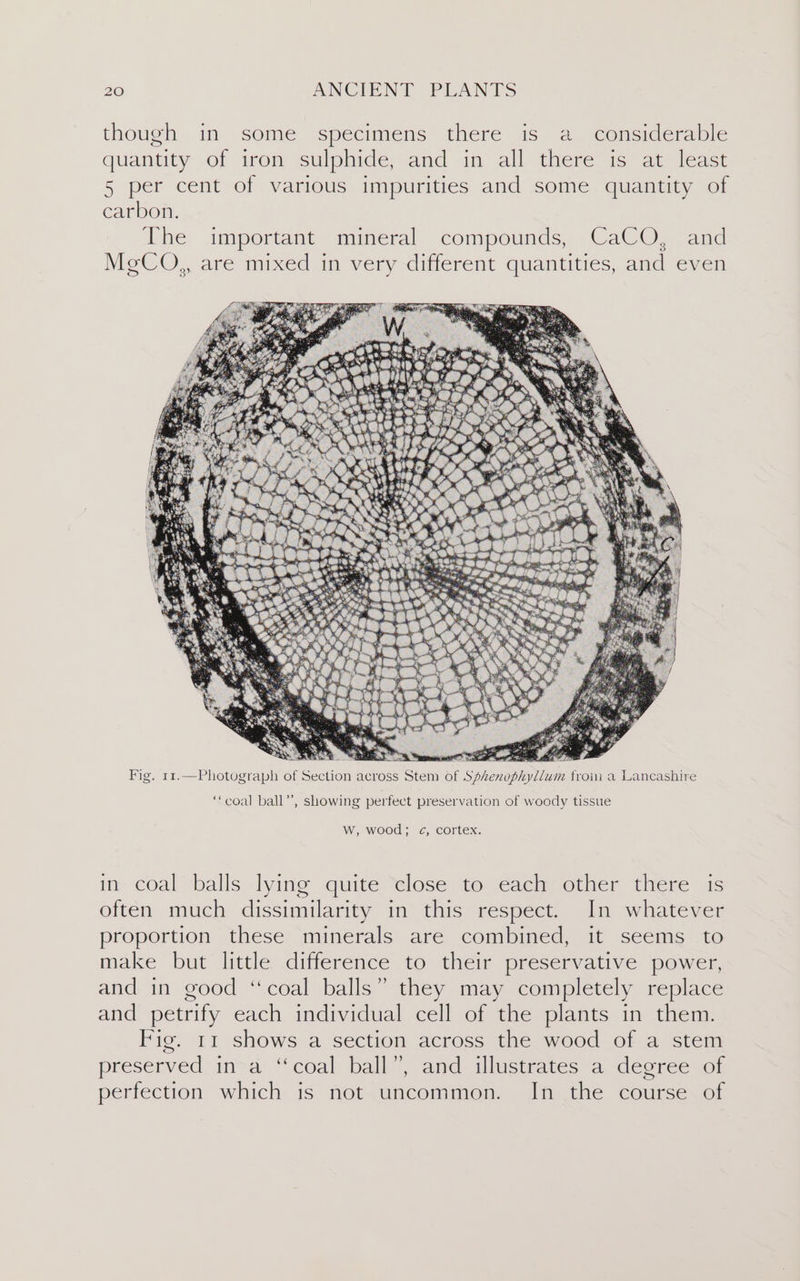 though in some specimens there is a_ considerable 5, e ° e 4 ° quantity of iron sulphide, and in all there is at least 5 per cent of various impurities and some quantity of carbon. The important mineral compounds, CaCO, and MeCoO,, are mixed in very different quantities, and even BA“ y | Fig. 11.—Photograph of Section across Stem of Sphenophyllum froin a Lancashire ‘“coal ball”’, showing perfect preservation of woody tissue W, wood; ¢, cortex. im coal “balls. lying quite “close: to: cach other there. is often much dissimilarity in this respect. In whatever proportion these minerals are combined, it seems to make but little difference to their preservative power, and in good ‘coal balls” they may completely replace and petrify each individual cell of the plants in them. Fig. 11 shows a section across the wood of a stem preserved in a “coal ball”, and illustrates a degree of perfection which is not uncommon. In the course of