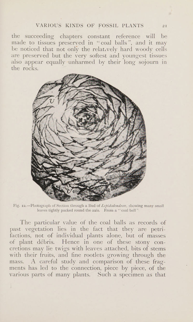 the succeeding chapters constant reference will be made to tissues preserved in ‘“‘coal balls”, and it may be noticed that not only the relatively hard woody ceils are preserved but the very softest and youngest tissues also appear equally unharmed by their long sojourn in nes rOcles: Fig. 12.—Photogri ee of Section through a Bud of pe ager 2, showing many small leaves tightly packed round the axis. From a ‘‘coal ball” The particular value of the coal balls as records of past vegetation lies in the fact that they are pétri- factions, not of individual plants alone, but of masses of plant debris: Hience in ‘one of these stony con: cretions may lie twigs with leaves attached, bits of stems with their fruits, and fine rootlets crowing through the mass. A careful study and comparison of these frag- ments has led to the connection, piece by piece, of the various parts of many plants. Such a specimen as that