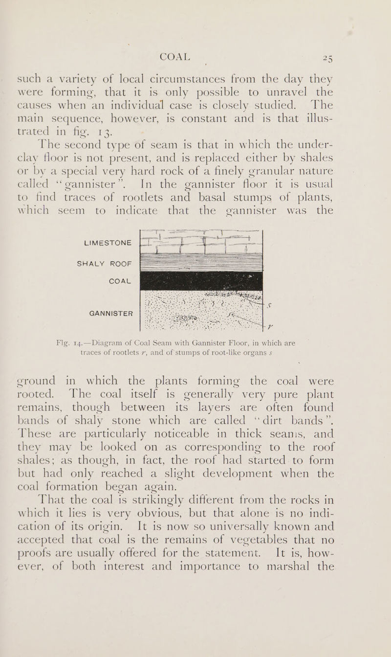 ca such a variety of local circumstances from the day they were forming, that it is only possible to unravel the causes when an individual case ‘is closely studied. The main sequence, however, is constant and is that illus- brated: infor: The second type of seam is that in which the under- clay floor is not present, and is replaced either by shales or by a special very hard rock of a finely granular nature called “gannister”. In the gannister floor it is usual to find traces of rootlets and basal stumps of plants, which seem to indicate that the gannister was the LIMESTONE SHALY ROOF COAL GANNISTER Fig. 14.—Diagram of Coal Seam with Gannister Floor, in which are traces of rootlets 7, and of stumps of root-like organs s ground in which the plants forming the coal were rooted... The coal itself is generally very pure ‘plant remains, though between its layers are often found bands ot shaly stone whichare called “dirt bands 4 These are particularly noticeable in thick seams, and they may be looked on as corresponding to the roof shales; as though, in fact, the roof had started. to form but had only reached a slight development when the coal formation began again. That the coal is strikingly different from the rocks in which it lies is very obvious, but that alone is no indi- cation of its origin. It is now so universally known and accepted that coal is the remains of vegetables that no proofs are usually offered for the statement. It is, how- ever, of both interest and importance to marshal the