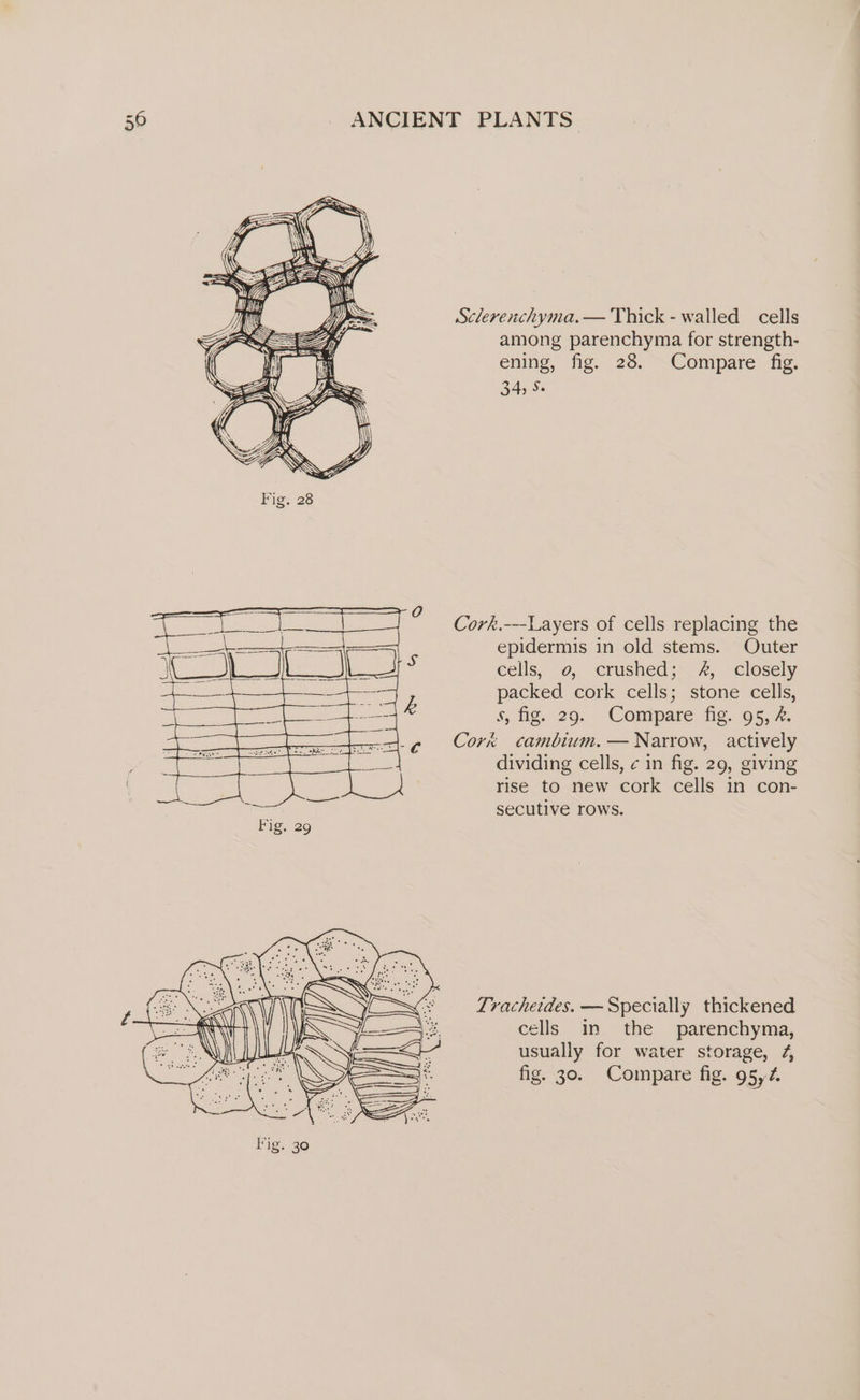 Sclerenchyma.— Thick - walled cells among parenchyma for strength- ening, fig. 28. Compare fig. 34) 5. Cork.---Layers of cells replacing the epidermis in old stems. Outer cells, 0, crushéed;s%, closely packed cork cells; stone cells, s, fig. 29. -Comipare fig. 95, 2. Cork cambium.— Narrow, actively dividing cells, ¢ in fig. 29, giving rise to new cork cells in con- secutive rows. Trachetdes. — Specially thickened cells in the parenchyma, usually for water storage, 4, fig. 30. Compare fig. 95,4.