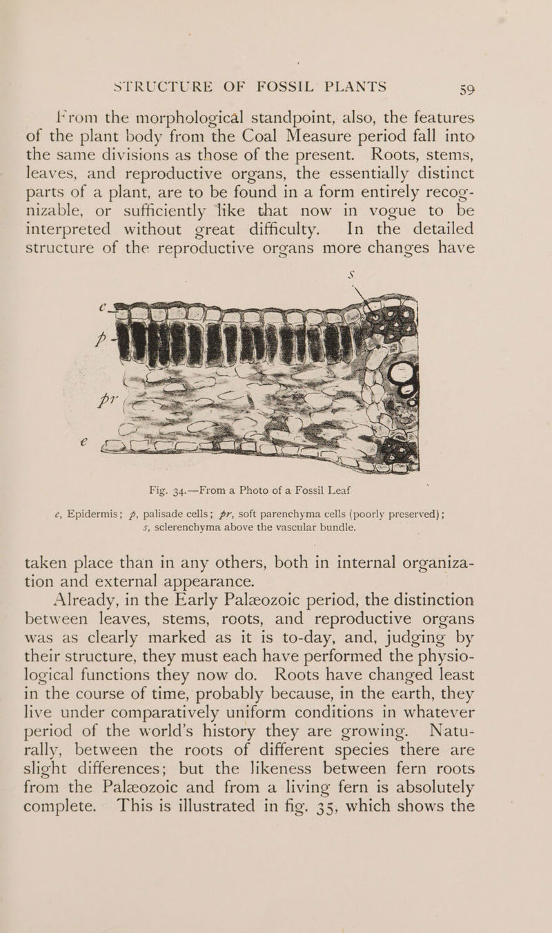 from the morphological standpoint, also, the features of the plant body from the Coal Measure period fall into the same divisions as those of the present. Roots, stems, leaves, and reproductive organs, the essentially distinct parts of a plant, are to be found in a form entirely recog- nizable, or sufficiently like that now in vogue to be interpreted without great difficulty. In the detailed structure of the reproductive organs more changes have é, Epidermis; /, palisade cells; 7, soft parenchyma cells (poorly preserved) ; s, sclerenchyma above the vascular bundle. taken place than in any others, both in internal organiza- tion and external appearance. Already, in the Early Paleozoic period, the distinction between leaves, stems, roots, and reproductive organs was as Clearly marked as it is to- day, and, judging by their structure, they must each have performed the physio- logical functions they now do. Roots have changed least in the course of time, probably because, in the earth, they live under comparatively uniform conditions in whatever period of the world’s history they are growing. Natu- rally, between the roots of different species ‘there are slight differences; but the Jikeness between fern roots from the Paleozoic and from a living fern is absolutely complete. This is illustrated in fig. 35, which shows the