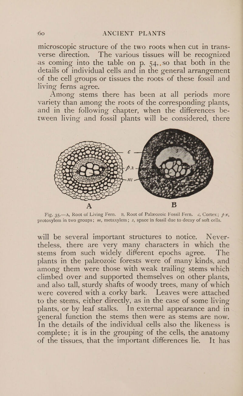 microscopic structure of the two roots when cut in trans- verse direction, The various tissues will be recognized as coming into the table on p. 54,.so that both in the details of individual cells and in the general arrangement of the cell groups or tissues the roots of these fossil and living ferns agree. Among stems there has been at all periods more variety than among the roots of the corresponding plants, and in the following chapter, when the differences be- tween living and fossil plants will be considered, there Fig. 35.—A, Root of Living Fern. 8, Root of Palzeozoic Fossil Fern. c, Cortex; px, protoxylem in two groups; 7, metaxylem; s, space in fossil due to decay of soft cells. will be several important structures to notice. Never- theless, there are very many characters in which the stems from such widely different epochs agree. The plants in the paleozoic forests were of many kinds, and among them were those with weak trailing stems which climbed over and supported themselves on other plants, and also tall, sturdy shafts of woody trees, many of which were covered with a corky bark. Leaves were attached to the stems, either directly, as in the case of some living plants, or by leaf stalks. In external appearance and in general function the stems then were as stems are now. In the details of the individual cells also the likeness is complete; it is in the grouping of the cells, the anatomy of the tissues, that the important differences lie. It has