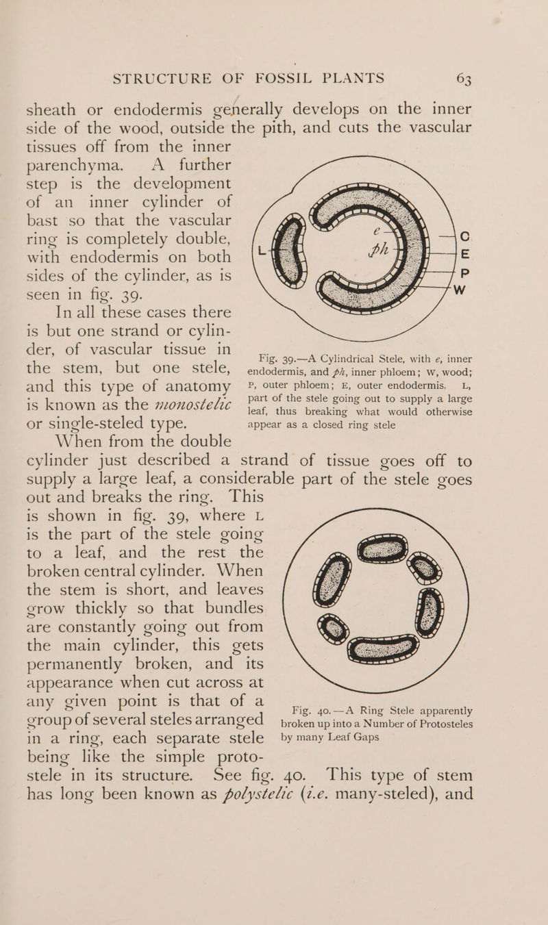 tissues off from the inner parenchyma. &lt;A further step is the development of an inner cylinder of bast so that the vascular ring is completely double, with endodermis on both sides of the cylinder, as is seen in fig. 39. In all these cases there is but one strand or cylin- der, of vascular tissue in is known as the szonostelic When from the double out and breaks the ring. This is shown in fig. 309, where L is the part of the stele going to a leaf, and the ee the broken central cylinder. When the stem is short, and leaves grow thickly so that bundles are constantly going out from the main cylinder, this gets permanently broken, and its appearance when cut across at any given point is that of a group 5 of several steles arranged in a ring, each separate stele being like the simple proto- Fig. 40.—A Ring Stele apparently broken up into a Number of Protosteles by many Leaf Gaps