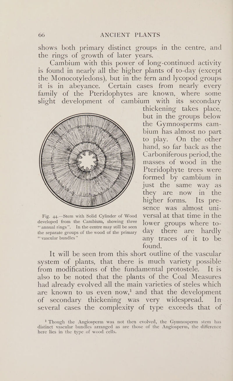 shows both primary distinct groups in the centre, and the rings of growth of later years. Cambium with this power of long-continued activity is found in nearly all the higher plants of to-day (except the Monocotyledons), but in the fern and lycopod groups itis in abeyance ‘Certain cases from neaily sevem family of the Pteridophytes are known, where some slight development of cambium with its secondary thickening takes place, but in the groups below the Gymnosperms cam- bium has almost no part to. play.. On the, other hand, so far back as the Carboniferous period, the masses of wood in the Pteridophyte trees were formed by cambium in just the same way as they are now in the higher forms. Its pre- sence was almost uni- Fig. 44.—Stem with Solid Cylinder of Wood versal at that time in the developed from the Cambium, showing three | Ower or 1b = ‘‘annual rings’. In the centre may still be seen SrOups where to the separate groups of the wood of the primary day there are hardly “vascular bundles” any: traces of it to be found. It will be seen trom this short outline of the vascular system of plants, that there is much variety possible from modifications of the fundamental protostele. It is also to be noted that the plants of the Coal Measures had already evolved all the main varieties of steles which are known to us even now,' and that the development of secondary thickening was very widespread. In several cases the complexity of type exceeds that of 1 Though the Angiosperm was not then evolved, the Gymnosperm stem has distinct vascular bundles arranged as are those of the Angiosperm, the difference here lies in the type of wood. cells.