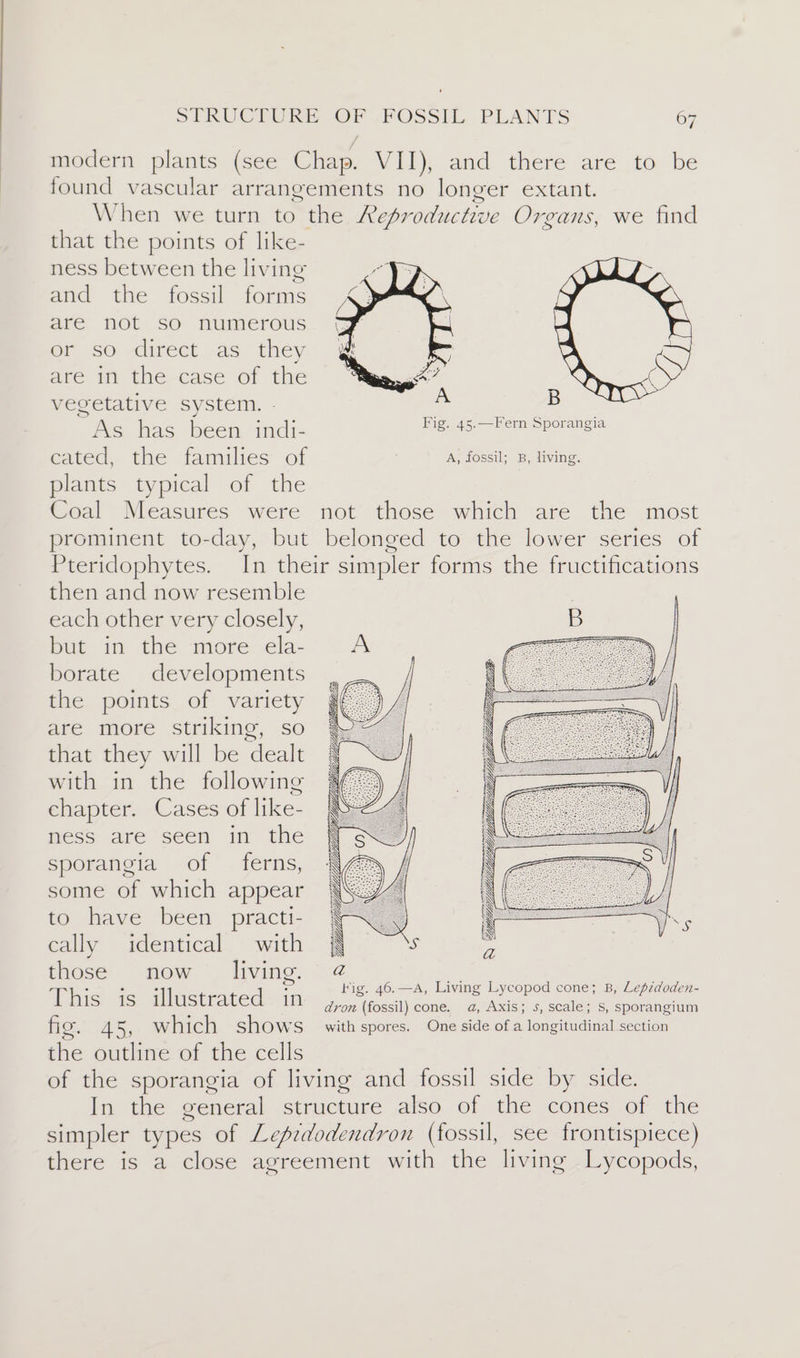 modern plants (see Chap. VII), and there are to be found vascular arrangements no longer extant. When we turn to the Reproductive Organs, we find that the points of like- ness between the living and the fossil forms are not so numerous @iejs0: lirect as. they are in the case of the vegetative system. As has been indi- cated, the families of ; A, fossil; B, living. plants typical of the Coal Measures were not those which are the most prominent to-day, but belonged to the lower series of Pteridophytes. In their simpler forms the fructifications then and now resemble each other very closely, but in the more ela- borate developments the points of variety are more striking, so that they will be dealt with in the following chapter. Cases of like- ness are seen in the sporangia of ferns, some of which appear to have been practi- cally identical with those now living. Pra eee et This is illustrated in ,f%,t6s,* Lives lveored cones »Lepidede fig. Za, which shows with spores. One side of a longitudinal section the outline of the cells of the sporangia of living and fossil side by side. In the general structure also of the cones of the simpler types of Lepzdodendron (fossil, see frontispiece) there is a close agreement with the living Lycopods, Fig. 45.—Fern Sporangia LLL {oom —— CH POD a eT Y a