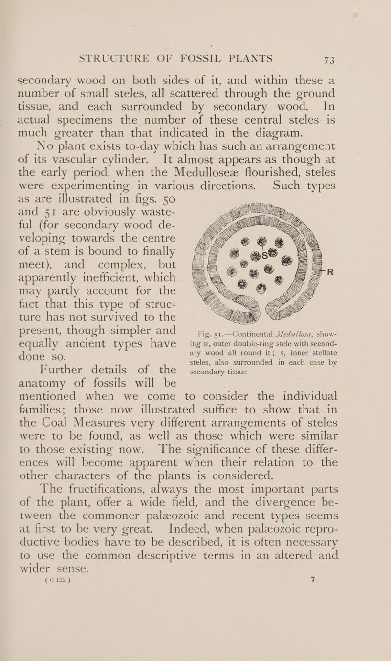 secondary wood on both sides of it, and within these a number of small steles, all scattered through the ground tissue, and each surrounded by secondary wood. In actual specimens the number of these central steles is much greater than that indicated in the diagram. No plant exists to-day which has such an arrangement of its vascular cylinder. It almost appears as though at the early period, when the Medullosee flourished, steles were experimenting in various directions. Such types as are illustrated in. figs. 50 and 51 are obviously waste- ful (for secondary wood de- veloping towards the centre of a stem is bound to finally meet), and complex, but apparently inefficient, which may partly account for the fact that this type of struc- ture has not survived to the present, though simpler and Fig. 51.—Continental /edullosa, show- equally ancient types have ing R, outer double-ring stele with second- done SO ary wood all round it; S, inner stellate Nee steles, also surrounded in each case by Further details of the secondary tissue anatomy of fossils will be mentioned when we come to consider the individual families; those now illustrated suffice to show that in the Coal Measures very different arrangements of steles were to be found, as well as those which were similar to those existing now. ‘The significance of these differ- ences will become apparent when their relation to the other characters of the plants is considered. The fructifications, always the most important parts of the plant, offer a wide field, and the divergence be- tween the commoner palzozoic and recent types seems at first to be very great. . Indeed, when palozoic repro- ductive bodies have to be described, it is often necessary to use the common descriptive terms in an altered and wider sense. (G6 #22)) a