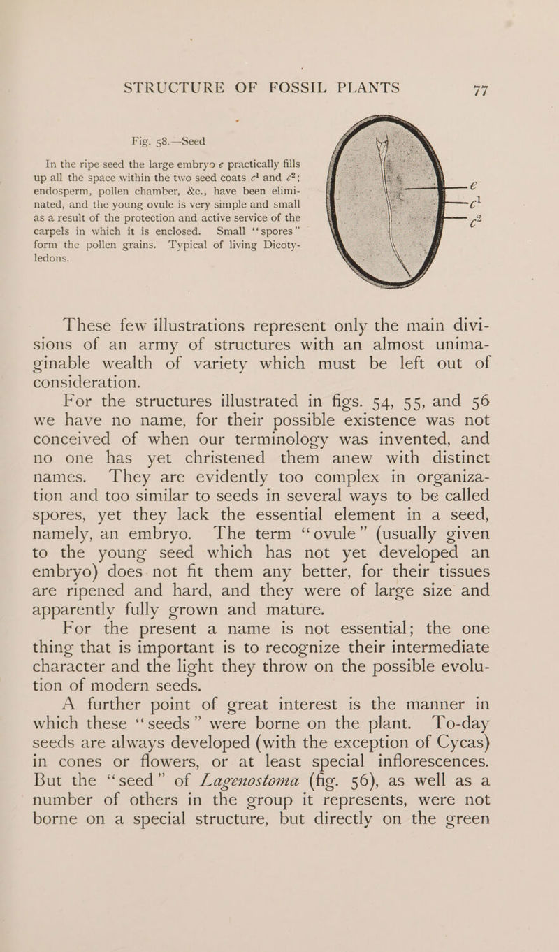 Fig. 58.—Seed In the ripe seed the large embry9 ¢ practically fills up all the space within the two seed coats cl and c?; endosperm, pollen chamber, &amp;c., have been elimi- nated, and the young ovule is very simple and small as a result of the protection and active service of the carpels in which it is enclosed. Small ‘‘spores” form the pollen grains. Typical of living Dicoty- ledons. These few illustrations represent only the main divi- sions of an army of structures with an almost unima- ginable wealth of variety which must be left out of consideration. For the structures illustrated in figs. 54, 55, and 56 we have no name, for their possible existence was not conceived of when our terminology was invented, and no one has yet christened them anew with distinct names. They are evidently too complex in organiza- tion and too similar to seeds in several ways to be called spores, yet they lack the essential element in a seed, namely, an embryo. The term ‘‘ovule” (usually given to the young seed which has not yet developed an embryo) does not fit them any better, for their tissues are ripened and hard, and they were of large size and apparently fully grown and mature. For the present a name is not essential; the one thing that is important is to recognize their intermediate character and the light they throw on the possible evolu- tion of modern seeds. A further point of great interest is the manner in which these ‘‘seeds” were borne on the plant. To-day seeds are always developed (with the exception of Cycas) in cones or flowers, or at least special inflorescences. But the “seed” of Lagenostoma (fig. 56), as well as a number of others in the group it represents, were not borne on a special structure, but directly on the green
