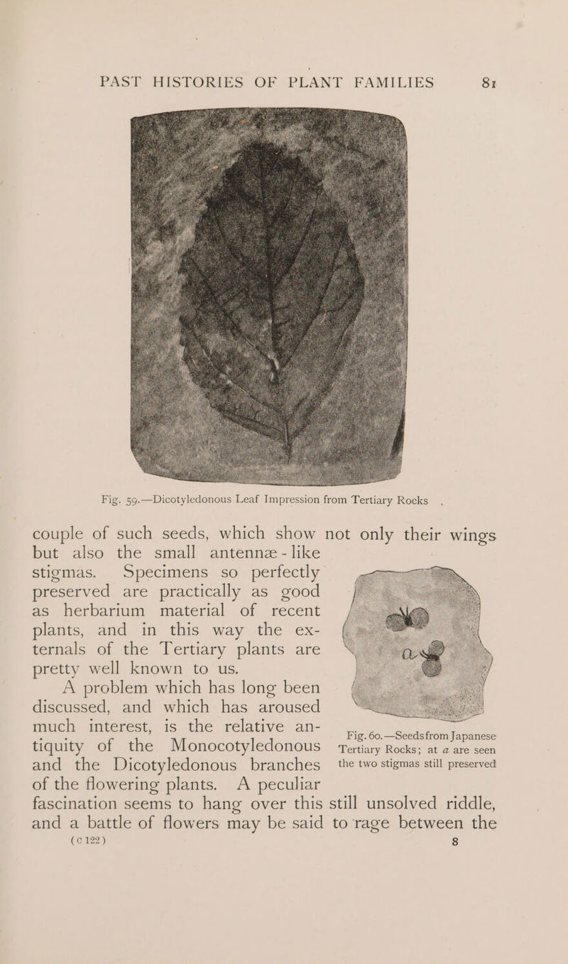 but also the small antenne - like preserved are practically as good as herbarium material of recent plants, and in this way the ex- ternals of the Tertiary plants are pretty well known to us. A problem which has long been discussed, and which has aroused much interest, is the relative an- tiquity of the Monocotyledonous and the Dicotyledonous branches of the flowering plants. A peculiar (0 122) 8