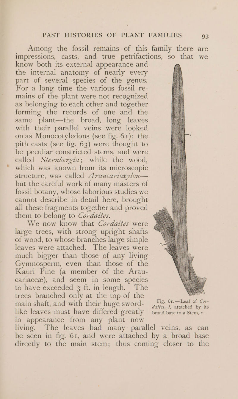 know both its external appearance and the internal anatomy of nearly every part of several species of the genus. For a long time the various fossil re- mains of the plant were not recognized as belonging to each other and together forming the records of one and the same plant—the broad, long leaves with their parallel veins were looked on as Monocotyledons (see fig. 61); the pith casts (see fig. 63) were thought to be peculiar constricted stems, and were called Sternbdergia; while the wood, which was known from its microscopic structure, was called Araucarioxylon— but the careful work of many masters of fossil botany, whose laborious studies we cannot describe in detail here, brought all these fragments together and proved them to belong to Cordaztes. We now know that Cordaztes were large trees, with strong upright shafts of wood, to whose branches large simple leaves were attached. The leaves were much bigger than those of any living Gymnosperm, even than those of the Kauri Pine (a member of the Arau- cariaceze), and seem in some species to have exceeded 3 ft. in length.” The trees branched only at the top of the main shaft, and with their huge sword- like leaves must have differed greatly in appearance from any plant now Fig. 61.—Leaf of Cor-