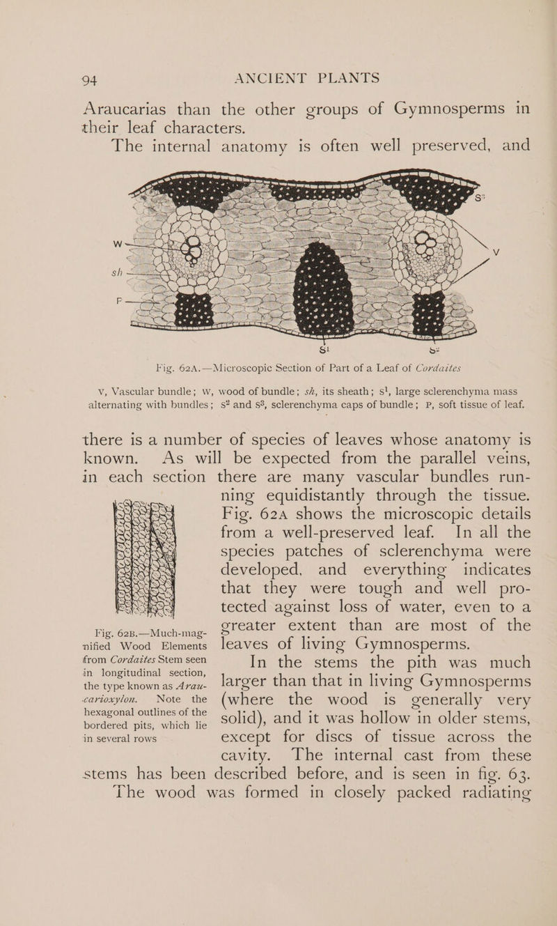 Araucarias than the other groups of Gymnosperms in their leaf characters. The internal anatomy is often well preserved, and v, Vascular bundle; w, wood of bundle; sz, its sheath; s!, large sclerenchyma mass alternating with bundles; s? and s%, sclerenchyma caps of bundle; P, soft tissue of leaf. there is a number of species of leaves whose anatomy is known. As will be expected from the parallel veins, in each section there are many vascular bundles run- ning equidistantly through the tissue. Fig. 624 shows the microscopic details from a well-preserved leaf. In all the species patches of sclerenchyma were developed, and everything indicates that they were tough and well pro- tected against loss of water, even to a ricleb&lt;aucman greater “Extent than are- most “ef (aie nified Wood Elements leaves of living Gymnosperms. from Cordaites Stem seen In the stems the pith was much in longitudinal section, ° ae the type known as 4rax. lager than that in living“Gymmosperms carioxylon. Note the (where the wood is generally very a eae solid), and it was hollow in older stems, in several rows except for discs of tissue across the cavity. The internal cast from these stems has been described before, and is seen in fig. 63. The wood was formed in closely packed radiating panacs Bie oe Le — sear opt XG} Ay 5 eee soe a a pikcy SAO Gee ON ORT A =\ — Toe
