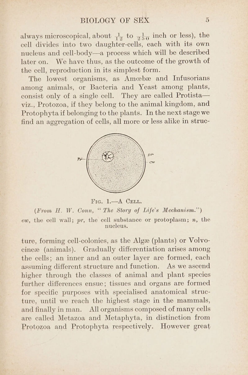 always microscopical, about +, to +15 inch or less), the cell divides into two daughter-cells, each with its own nucleus and cell-body—a process which will be described later on. We have thus, as the outcome of the growth of the cell, reproduction in its simplest form. The lowest organisms, as Amcebee and Intfusorians among animals, or Bacteria and Yeast among plants, consist only of a single cell. They are called Protista— viz., Protozoa, if they belong to the animal kingdom, and Protophyta if belonging to the plants. In the next stage we find an aggregation of cells, all more or less alike in struc- (rom H. W. Conn, “‘ The Story of Life's Mechanism.’ ) ew, the cell wall; pr, the cell substance or protoplasm; n, the nucleus. ture, forming cell-colonies, as the Alge (plants) or Volvo- cine (animals). Gradually differentiation arises among the cells; an inner and an outer layer are formed, each assuming different structure and function. As we ascend higher through the classes of animal and plant species further differences ensue; tissues and organs are formed for specific purposes with specialised anatomical struc- ture, until we reach the highest stage in the mammals, and finallyinman. All organisms composed of many cells are called Metazoa and Metaphyta, in distinction from Protozoa and Protophyta respectively. However great