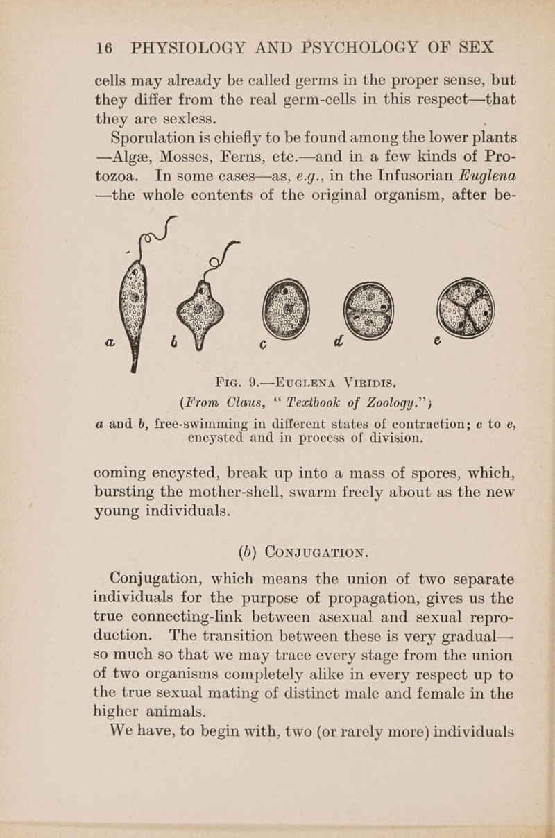 cells may already be called germs in the proper sense, but they differ from the real germ-cells in this respect—that they are sexless. Sporulation is chiefly to be found among the lower plants —Algze, Mosses, Ferns, etc.—and in a few kinds of Pro- tozoa. In some cases—as, e.g., in the Infusorian Huglena —the whole contents of the original organism, after be- (From Claus, ‘‘ Textbook of Zoology.’’} a and .b, free-swimming in different states of contraction; ¢ to e, encysted and in process of division. coming encysted, break up into a mass of spores, which, bursting the mother-shell, swarm freely about as the new young individuals. (b) CONJUGATION. Conjugation, which means the union of two separate individuals for the purpose of propagation, gives us the true connecting-link between asexual and sexual repro- duction. The transition between these is very gradual— so much so that we may trace every stage from the union of two organisms completely alike in every respect up to the true sexual mating of distinct male and female in the higher animals. We have, to begin with, two (or rarely more) individuals