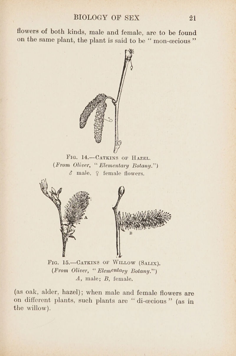 flowers of both kinds, male and female, are to be found on the same plant, the plant is said to be “ mon-cecious ” Fie. 14.—CatTKINS or HAZEL. (From Oliver, ‘“ Hlementary Botany.’’) ¢ male, 9 female flowers. (as oak, alder, hazel); when male and female flowers are on different plants, such plants are “ di-cecious”’ (as in the willow).