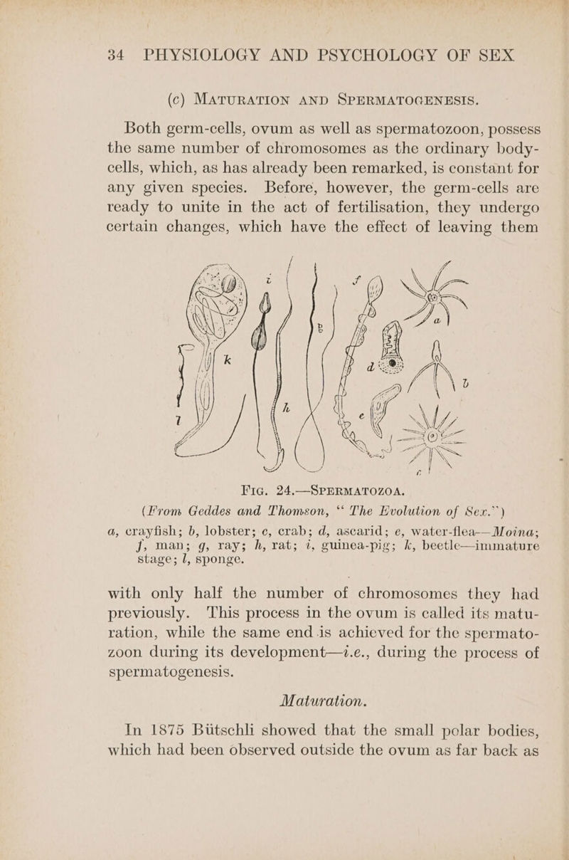 (c) MATURATION AND SPERMATOGENESIS. Both germ-cells, ovum as well as spermatozoon, possess the same number of chromosomes as the ordinary body- cells, which, as has already been remarked, is constant for any given species. Before, however, the germ-cells are ready to unite in the act of fertilisation, they undergo certain changes, which have the effect of leaving them j, man; g, ray; h, rat; i, guinea-pig; k, beetle—immature stage; 1, sponge. with only half the number of chromosomes they had previously. ‘This process in the ovum is called its matu- ration, while the same end.is achieved for the spermato- zoon during its development—.e., during the process of spermatogenesis. Maturation. In 1875 Butschli showed that the small polar bodies, which had been observed outside the ovum as far back as