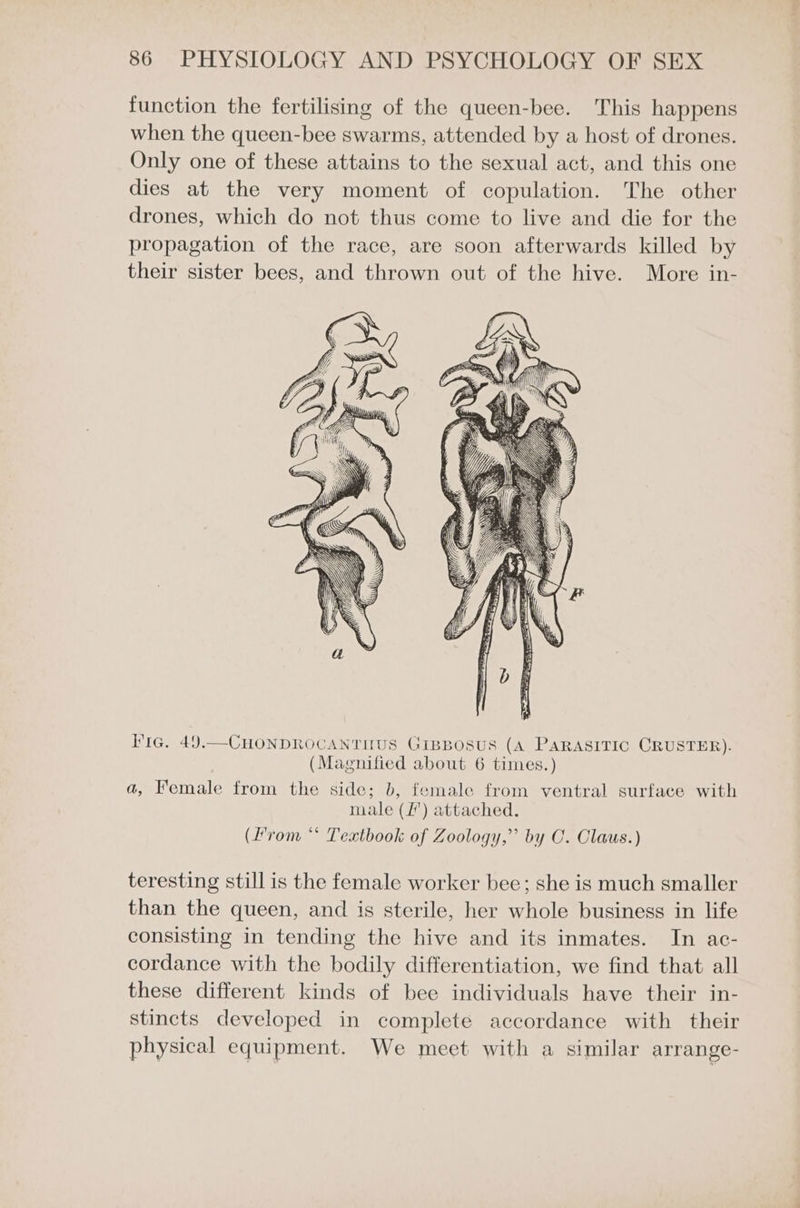 function the fertilising of the queen-bee. This happens when the queen-bee swarms, attended by a host of drones. Only one of these attains to the sexual act, and this one dies at the very moment of copulation. The other drones, which do not thus come to live and die for the propagation of the race, are soon afterwards killed by their sister bees, and thrown out of the hive. More in- Pic. 49.—CHONDROCANTITUS GipBosus (A PaRAsSITIC CRUSTER). (Magnified about 6 times.) a, Female from the side; b, female from ventral surface with male (/’) attached. (From ** Textbook of Zoology,” by C. Claus.) teresting still is the female worker bee; she is much smaller than the queen, and is sterile, her whole business in life consisting in tending the hive and its inmates. In ac- cordance with the bodily differentiation, we find that all these different kinds of bee individuals have their in- stincts developed in complete accordance with their physical equipment. We meet with a similar arrange-