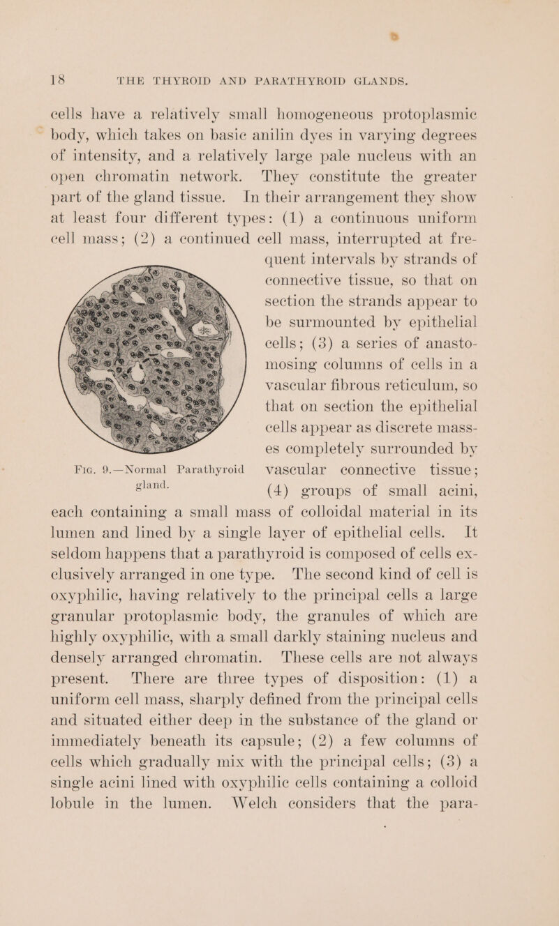 cells have a relatively small homogeneous protoplasmic body, which takes on basic anilin dyes in varying degrees of intensity, and a relatively large pale nucleus with an open chromatin network. They constitute the greater part of the gland tissue. In their arrangement they show at least four different types: (1) a continuous uniform cell mass; (2) a continued cell mass, interrupted at fre- quent intervals by strands of connective tissue, so that on section the strands appear to be surmounted by epithelial cells; (38) a series of anasto- mosing columns of cells in a vascular fibrous reticulum, so that on section the epithelial cells appear as discrete mass- es completely surrounded by Fig. 9.—Normal Parathyroid vascular connective tissue ; gland. 5 (4) groups of small acini, each containing a small mass of colloidal material in its lumen and lined by a single layer of epithelial cells. It seldom happens that a parathyroid is composed of cells ex- clusively arranged in one type. The second kind of cell is oxyphilic, having relatively to the principal cells a large granular protoplasmic body, the granules of which are highly oxyphilic, with a small darkly staining nucleus and densely arranged chromatin. These cells are not always present. There are three types of disposition: (1) a uniform cell mass, sharply defined from the principal cells and situated either deep in the substance of the gland or immediately beneath its capsule; (2) a few columns of eells which gradually mix with the principal cells; (38) a single acini lined with oxyphilic cells containing a colloid lobule in the lumen. Welch considers that the para-