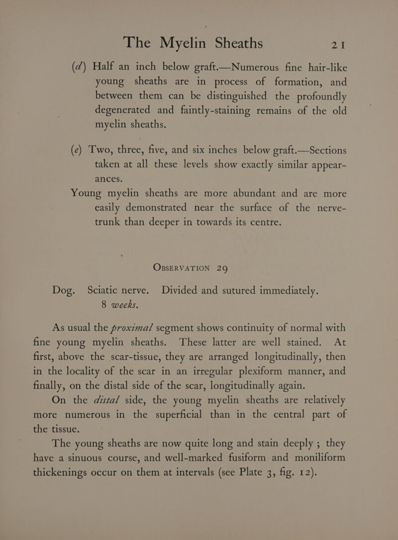 (7) Half an inch below graft——Numerous fine hair-like young sheaths are in process of formation, and between them can be distinguished the profoundly degenerated and faintly-staining remains of the old myelin sheaths. (e) Two, three, five, and six inches below graft.—Sections taken at all these levels show exactly similar appear- ances. Young myelin sheaths are more abundant and are more easily demonstrated near the surface of the nerve- trunk than deeper in towards its centre. OBsERVATION 29 Dog. Sciatic nerve. Divided and sutured immediately. 8 weeks. As usual the proxima/ segment shows continuity of normal with fine young myelin sheaths. These latter are well stained. At first, above the scar-tissue, they are arranged longitudinally, then in the locality of the scar in an irregular plexiform manner, and finally, on the distal side of the scar, longitudinally again. On the dsta/ side, the young myelin sheaths are relatively more numerous in the superficial than in the central part of the tissue. The young sheaths are now quite long and stain deeply ; they have a sinuous course, and well-marked fusiform and moniliform thickenings occur on them at intervals (see Plate 3, fig. 12).