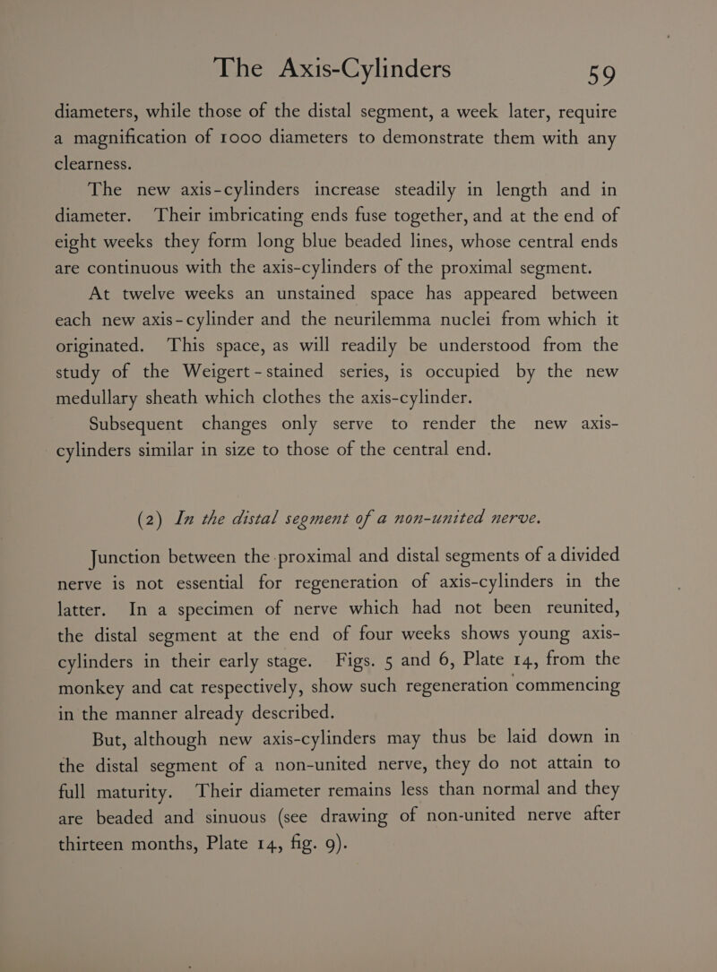 diameters, while those of the distal segment, a week later, require a magnification of 1000 diameters to demonstrate them with any clearness. The new axis-cylinders increase steadily in length and in diameter. ‘Their imbricating ends fuse together, and at the end of eight weeks they form long blue beaded lines, whose central ends are continuous with the axis-cylinders of the proximal segment. At twelve weeks an unstained space has appeared between each new axis-cylinder and the neurilemma nuclei from which it originated. This space, as will readily be understood from the study of the Weigert-stained series, is occupied by the new medullary sheath which clothes the axis-cylinder. Subsequent changes only serve to render the new axis- cylinders similar in size to those of the central end. (2) In the distal segment of a non-united nerve. Junction between the. proximal and distal segments of a divided nerve is not essential for regeneration of axis-cylinders in the latter. In a specimen of nerve which had not been reunited, the distal segment at the end of four weeks shows young axis- cylinders in their early stage. Figs. 5 and 6, Plate 14, from the monkey and cat respectively, show such regeneration commencing in the manner already described. But, although new axis-cylinders may thus be laid down in the distal segment of a non-united nerve, they do not attain to full maturity. Their diameter remains less than normal and they are beaded and sinuous (see drawing of non-united nerve after thirteen months, Plate 14, fig. 9).