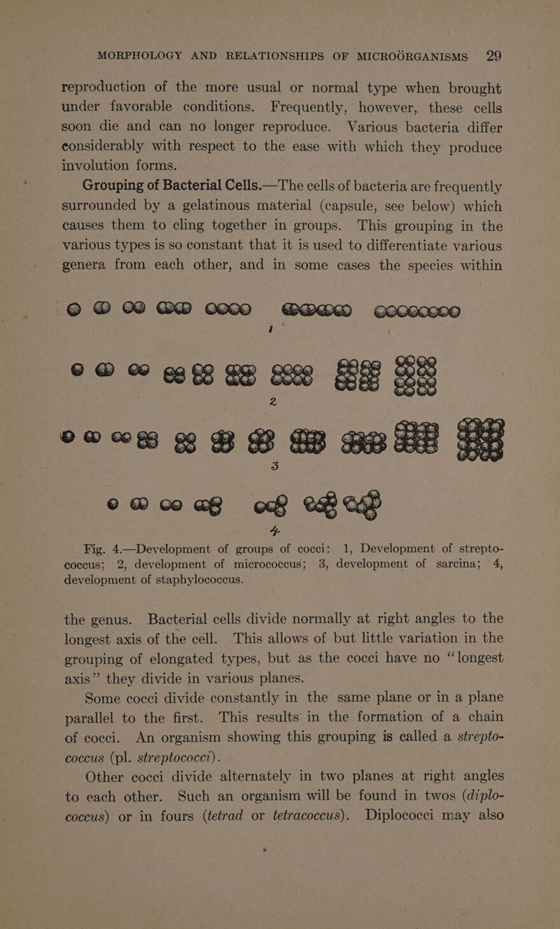 reproduction of the more usual or normal type when brought under favorable conditions. Frequently, however, these cells soon die and can no longer reproduce. Various bacteria differ considerably with respect to the ease with which they produce involution forms. Grouping of Bacterial Cells.—The cells of bacteria are frequently surrounded by a gelatinous material (capsule, see below) which causes them to cling together in groups. This grouping in the various types is so constant that it is used to differentiate various genera from each other, and in some cases the species within ; CGB Cece the genus. Bacterial cells divide normally at right angles to the longest axis of the cell. This allows of but little variation in the erouping of elongated types, but as the cocci have no “longest axis’”’ they divide in various planes. Some cocci divide constantly in the same plane or in a plane parallel to the first. This results in the formation of a chain of cocci. An organism showing this grouping is called a strepto- coccus (pl. streptococci). Other cocci divide alternately in two planes at right angles to each other. Such an organism will be found in twos (diplo- coccus) or in fours (tetrad or tetracoccus). Diplococci may also