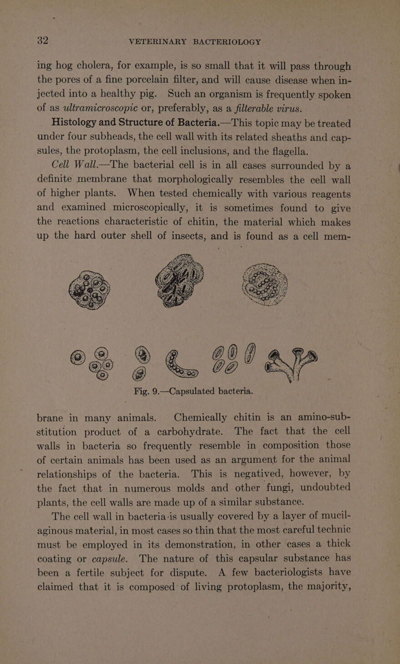 ing hog cholera, for example, is so small that it will pass through the pores of a fine porcelain filter, and will cause disease when in- jected into a healthy pig. Such an organism is frequently spoken of as ultramicroscopic or, preferably, as a filterable virus. Histology and Structure of Bacteria.—This topic may be treated under four subheads, the cell wall with its related sheaths and cap- sules, the protoplasm, the cell inclusions, and the flagella. Cell Wall.—The bacterial cell is in all cases surrounded by a definite membrane that morphologically resembles the cell wall of higher plants. When tested chemically with various reagents and examined microscopically, it is sometimes found to give the reactions characteristic of chitin, the material which makes up the hard outer shell of insects, and is found as a cell mem- Fig. 9.—Capsulated bacteria. brane in many animals. Chemically chitin is an amino-sub- stitution product of a carbohydrate. The fact that the cell walls in bacteria so frequently resemble in composition those of certain animals has been used as an argument for the animal relationships of the bacteria. This is negatived, however, by the fact that in numerous molds and other fungi, undoubted plants, the cell walls are made up of a similar substance. The cell wall in bacteria-is usually covered by a layer of mucil- aginous material, in most cases so thin that the most careful technic must be employed in its demonstration, in other cases a thick coating or capsule. The nature of this capsular substance has been a fertile subject for dispute. A few bacteriologists have claimed that it is composed’ of living protoplasm, the majority,
