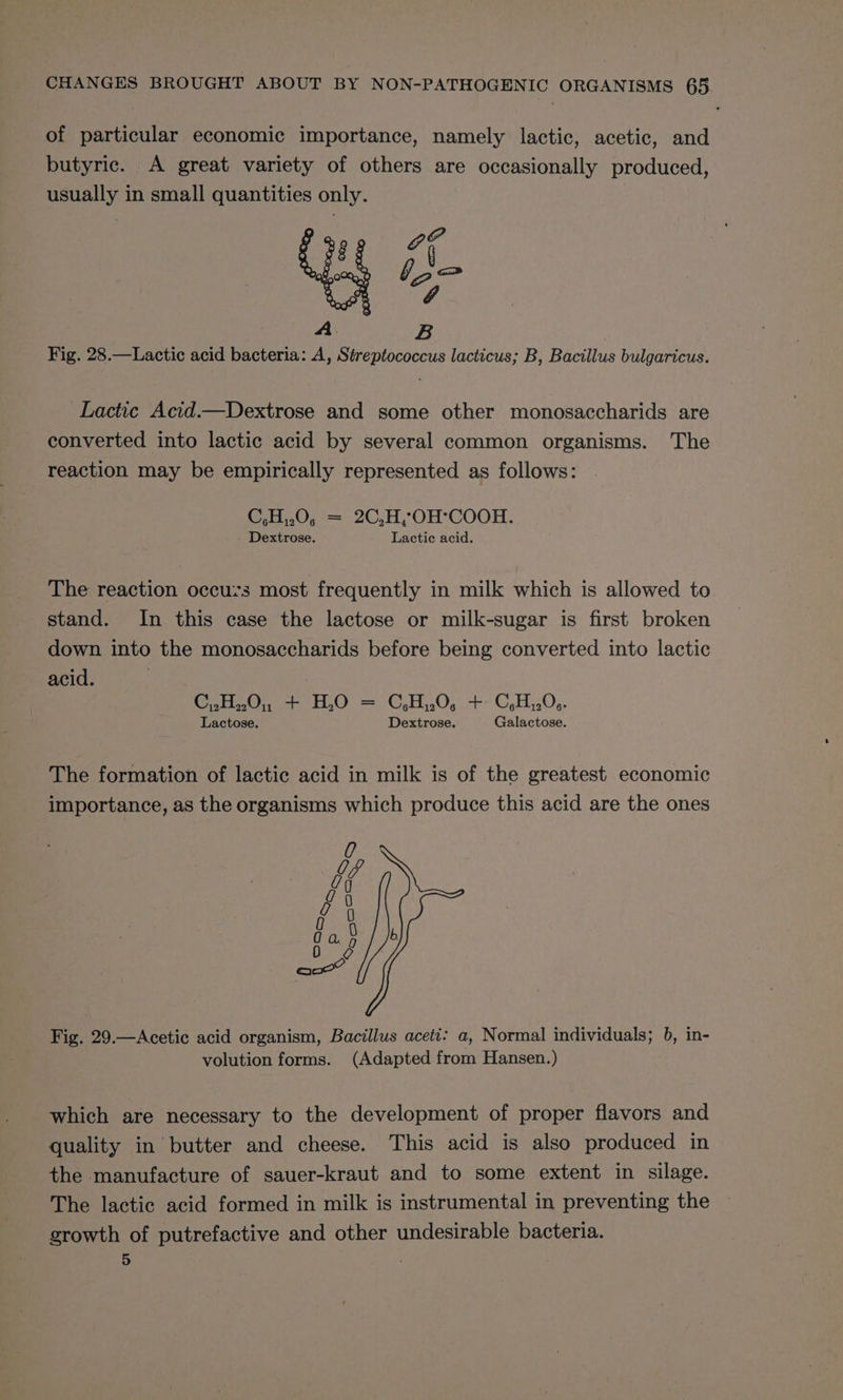 of particular economic importance, namely lactic, acetic, and butyric. A great variety of others are occasionally produced, usually in small quantities only. g ran co he A B Fig. 28.—Lactic acid bacteria: A, Streptococcus lacticus; B, Bacillus bulgaricus. Lactic Acid—Dextrose and some other monosaccharids are converted into lactic acid by several common organisms. The reaction may be empirically represented as follows: C,H,,0, = 2C,H,-OH°COOH. Dextrose. Lactic acid. The reaction occu:s most frequently in milk which is allowed to stand. In this case the lactose or milk-sugar is first broken down into the monosaccharids before being converted into lactic acid. | erie eee © = CHO, + C.H30,. Lactose. Dextrose. Galactose. The formation of lactic acid in milk is of the greatest economic importance, as the organisms which produce this acid are the ones hy rh j Gi g G 0 0 0 Q. ? 0 De: ; aw’ Fig. 29.—Acetic acid organism, Bacillus aceti: a, Normal individuals; }, in- volution forms. (Adapted from Hansen.) which are necessary to the development of proper flavors and quality in butter and cheese. This acid is also produced in the manufacture of sauer-kraut and to some extent in silage. The lactic acid formed in milk is instrumental in preventing the growth of putrefactive and other undesirable bacteria. 5