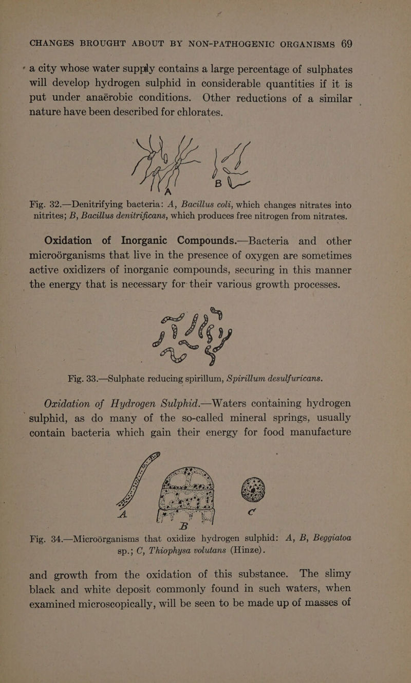 ‘a city whose water supply contains a large percentage of sulphates will develop hydrogen sulphid in considerable quantities if it is put under anaérobic conditions. Other reductions of a similar nature have been described for chlorates. 3 Fig. 32.—Denitrifying bacteria: A, Bacillus coli, which changes nitrates into nitrites; B, Bacillus denitrificans, which produces free nitrogen from nitrates. Oxidation of Inorganic Compounds.—Bacteria and _ other microorganisms that live in the presence of oxygen are sometimes active oxidizers of inorganic compounds, securing in this manner _the energy that is necessary for their various growth processes. Fig. 38.—Sulphate reducing spirillum, Spirillum desulfuricans. Oxidation of Hydrogen Sulphid.—Waters containing hydrogen sulphid, as do many of the so-called mineral springs, usually contain bacteria which gain their energy for food manufacture 7 ees Fig. 34.—Microérganisms that oxidize hydrogen sulphid: A, B, Beggiatoa sp.; C, Thiophysa volutans (Hinze). and growth from the oxidation of this substance. The slimy black and white deposit commonly found in such waters, when examined microscopically, will be seen to be made up of masses of