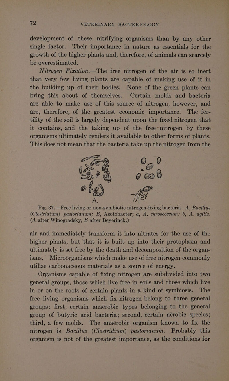 development of these nitrifying organisms than by any other single factor. ‘Their importance in nature as essentials for the growth of the higher plants and, therefore, of animals can scarcely be overestimated. Nitrogen Frixation.—The free nitrogen of the air is so inert that very few living plants are capable of making use of it in the building up of their bodies. None of the green plants can bring this about of themselves. Certain molds and bacteria are able to make use of this source of nitrogen, however, and are, therefore, of the greatest economic importance. The fer- tility of the soil is largely dependent upon the fixed nitrogen that it contains, and the taking up of the free-nitrogen by these organisms ultimately renders it available to other forms of plants. This does not mean that the bacteria take up the nitrogen from the Q.. 8 ae (3 6 God ab 5 Fig. 37.—Free living or non-symbiotic nitrogen-fixing bacteria: A, Bacillus (Clostridium) pastorianum; B, Azotobacter; a, A. chroococcum; b, A. agilis. (A after Winogradsky, B after Beverinck.) air and immediately transform it into nitrates for the use of the higher plants, but that it is built up into their protoplasm and ultimately is set free by the death and decomposition of the organ- isms. Microdrganisms which make use of free nitrogen commonly utilize carbonaceous materials as a source of energy. Organisms capable of fixing nitrogen are subdivided into two general groups, those which live free in soils and those which live in or on the roots of certain plants in a kind of symbiosis. The free living organisms which fix nitrogen belong to three general — groups: first, certain anaérobic types belonging to the general group of butyric acid bacteria; second, certain aérobic species; third, a few molds. The anaérobic organism known to fix the nitrogen is Bacillus (Clostridium) pastorianum. Probably this organism is not of the greatest importance, as the conditions for