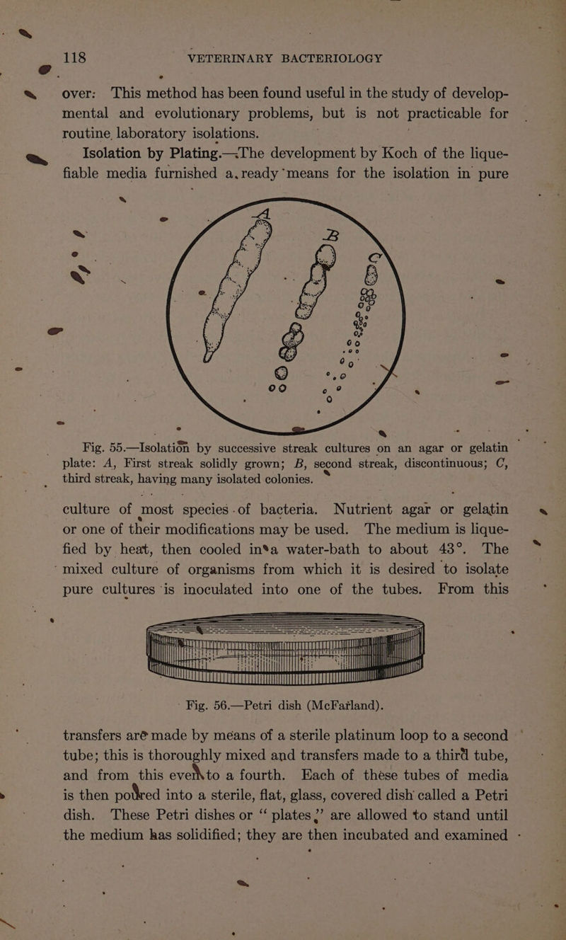 over: This method has been found useful in the study of develop- mental and evolutionary nee but is not delta for routine laboratory isolations. Isolation by Plating. fiable media furnished amoniy ‘means for the isolation in pure Fig. 55.—Isolation by successive streak cultures on an agar or gelatin plate: A, First streak solidly grown; B, second streak, discontinuous; C, third streak, having many isolated colonies. culture of most species-of bacteria. Nutrient agar or gelatin « | or one of their modifications may be used. The medium is lique- fied by heat, then cooled in*a water-bath to about 43°. The ‘mixed culture of organisms from which it is desired to isolate pure cultures is inoculated into one of the tubes. From this a mana TE ull! - Fig. 56.—Petri dish (McFarland). transfers aré made by means of a sterile platinum loop to a second ° tube; this is thoroughly mixed and transfers made to a third tube, and from this evet\to a fourth. Each of these tubes of media is then potred into a sterile, oe glass, covered dish called a Petri dish. These Petri dishes or “ plates,’ are allowed to stand until the medium has solidified; they are then incubated and examined -