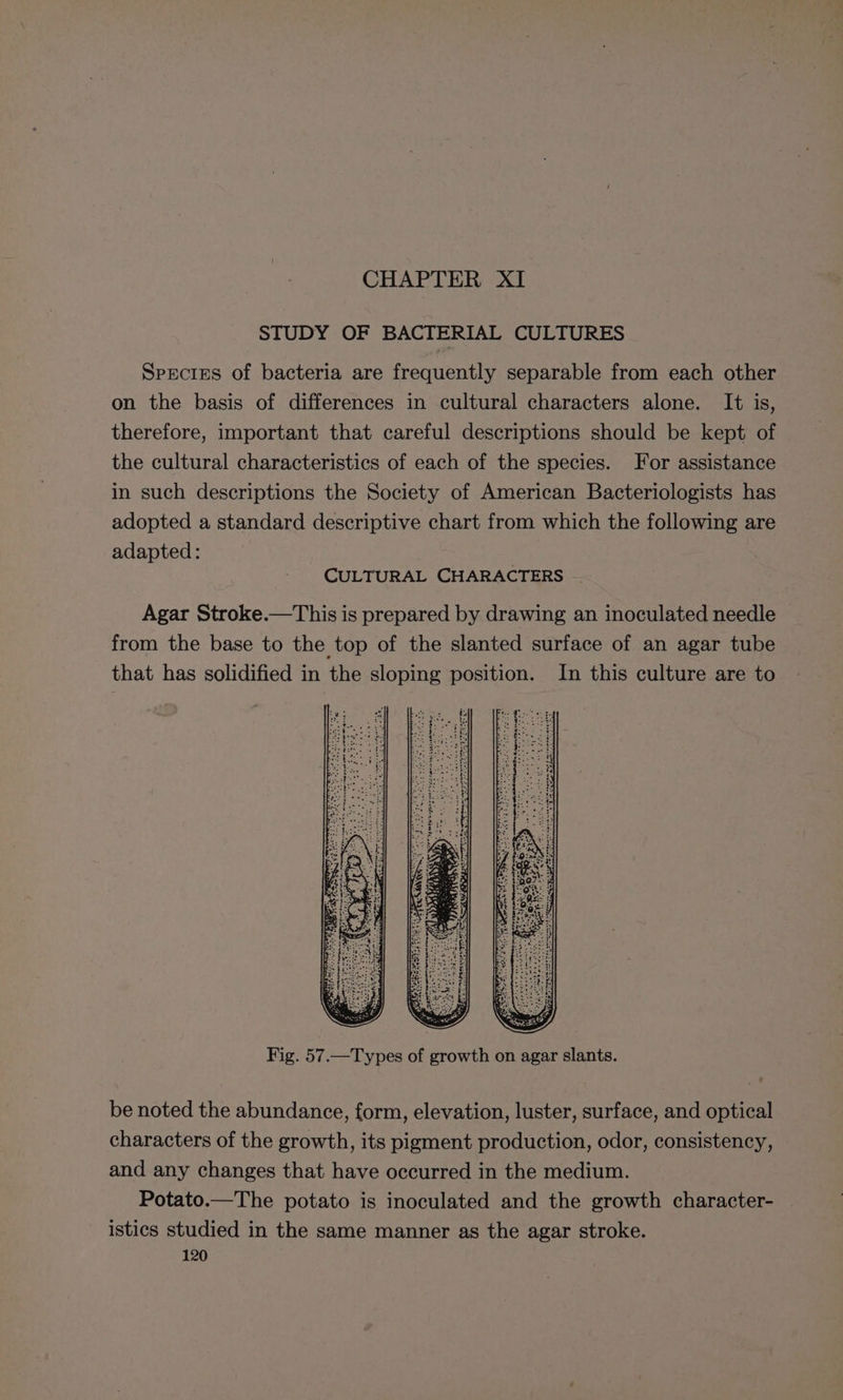 STUDY OF BACTERIAL CULTURES Species of bacteria are frequently separable from each other on the basis of differences in cultural characters alone. It is, therefore, important that careful descriptions should be kept of the cultural characteristics of each of the species. For assistance in such descriptions the Society of American Bacteriologists has adopted a standard descriptive chart from which the following are adapted: | CULTURAL CHARACTERS .. Agar Stroke.—This is prepared by drawing an inoculated needle from the base to the top of the slanted surface of an agar tube that has solidified in the sloping position. In this culture are to Fig. 57.—Types of growth on agar slants. be noted the abundance, form, elevation, luster, surface, and optical characters of the growth, its pigment production, odor, consistency, and any changes that have occurred in the medium. Potato.—The potato is inoculated and the growth character- istics studied in the same manner as the agar stroke.