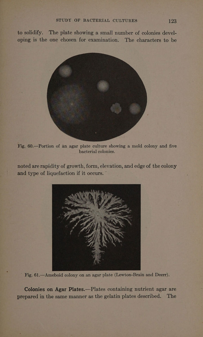 to solidify. The plate showing a small number of colonies devel- oping is the one chosen for examination. The characters to be Fig. 60.—Portion of an agar plate culture showing a mold colony and five bacterial colonies. noted are rapidity of growth, form, elevation, and edge of the colony and type of liquefaction if it occurs. © ' Fig. 61.—Ameboid colony on an agar plate (Lewton-Brain and Deerr). Colonies on Agar Plates.—Plates containing nutrient agar are prepared in the same manner as the gelatin plates described. The