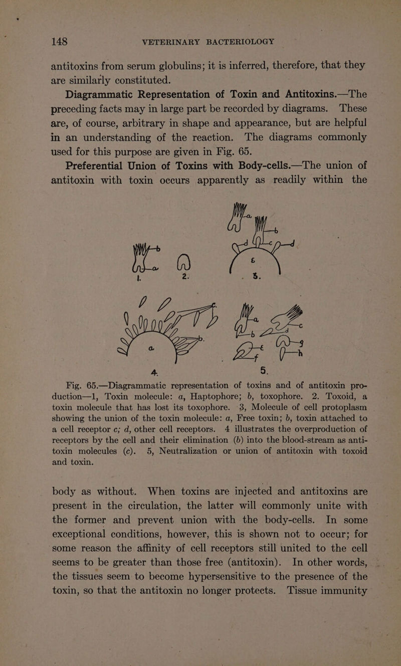 antitoxins from serum globulins; it is inferred, therefore, that they are similarly constituted. Diagrammatic Representation of Toxin and Antitoxins.—The preceding facts may in large part be recorded by diagrams. These are, of course, arbitrary in shape and appearance, but are helpful in an understanding of the reaction. The diagrams commonly used for this purpose are given in Fig. 65. Preferential Union of Toxins with Body-cells.—The union of antitoxin with toxin occurs apparently as readily within the Rae, fe B ye BiG 4 5 Fig. 65.—Diagrammatic representation of toxins and of antitoxin pro- duction—1, Toxin molecule: a, Haptophore; b, toxophore. 2. Toxoid, a toxin molecule that has lost its toxophore. 3, Molecule of cell protoplasm showing the union of the toxin molecule: a, Free toxin; b, toxin attached to a cell receptor c; d, other cell receptors. 4 illustrates the overproduction of receptors by the cell and their elimination (6) into the blood-stream as anti- toxin molecules (c). 5, Neutralization or union of antitoxin with toxoid and toxin. body as without. When toxins are injected and antitoxins are present in the circulation, the latter will commonly unite with the former and prevent union with the body-cells. In some exceptional conditions, however, this is shown not to occur; for ‘some reason the affinity of cell receptors still united to the cell seems to be greater than those free (antitoxin). In other words, the tissues seem to become hypersensitive to the presence of the toxin, so that the antitoxin no longer protects. Tissue immunity