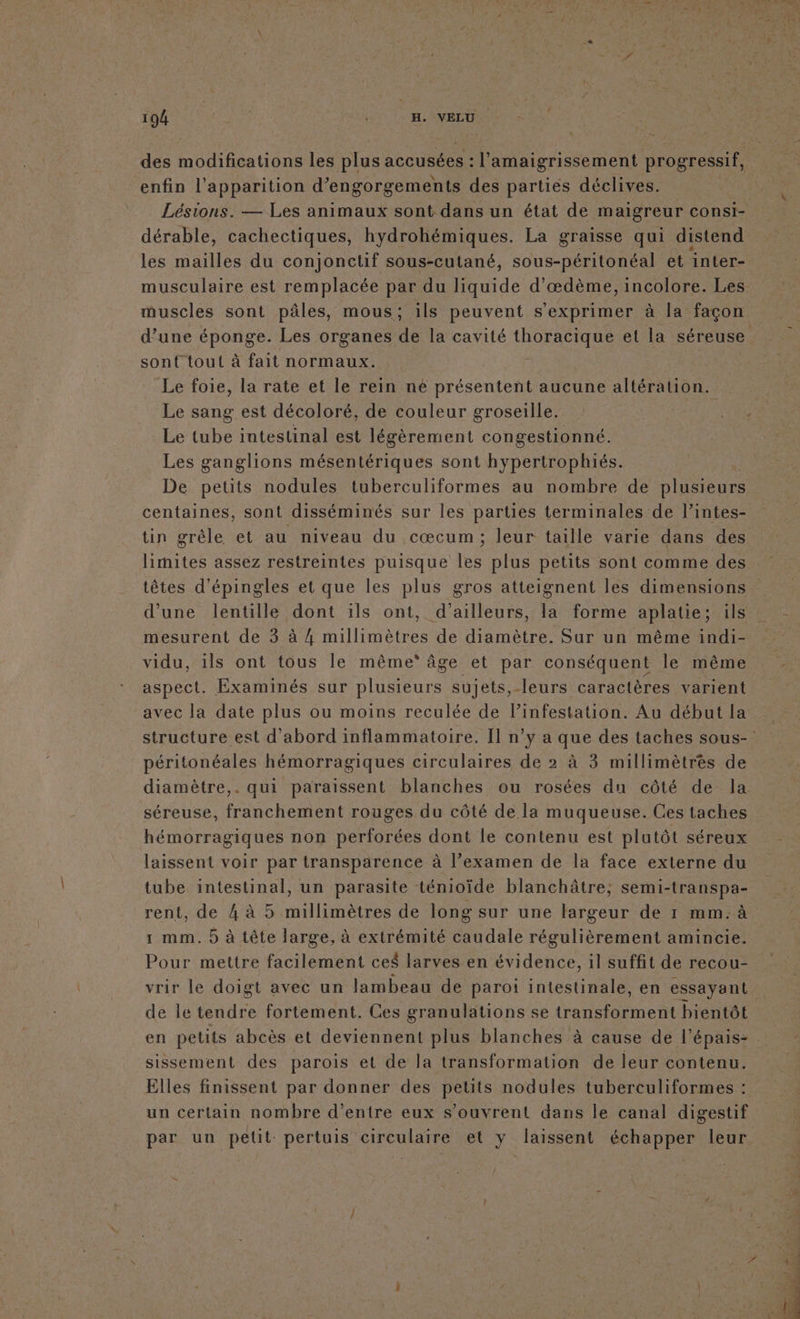 des modifications les plus accusées : l' amaigrissement progressif, enfin l'apparition d’engorgements des parties déclives. dérable, cachectiques, hydrohémiques. La graisse qui distend les mailles du conjonctif sous-cutané, sous-péritonéal et inter- musculaire est remplacée par du liquide d'œdème, incolore. Les muscles sont pâles, mous; ils peuvent s'exprimer à la façon d’une FRANèRe Les organes de la cavité thoracique et la séreuse sont tout à fait normaux. Le foie, la rate et le rein né présentent aucune altération. Le sang est décoloré, de couleur groseille. Le tube intestinal est légèrement congestionné. Les ganglions mésentériques sont hypertrophiés. | De petits nodules tuberculiformes au nombre de plusieurs tin grêle et au niveau du cœcum; leur taille varie dans des limites assez restreintes puisque les plus petits sont comme des têtes d'épingles et que les plus gros atteignent les dimensions mesurent de 3 à 4 millimètres de diamètre. Sur un même indi- vidu, ils ont tous le même* âge et par conséquent le même aspect. Examinés sur plusieurs sujets,-leurs caractères varient avec la date plus ou moins reculée de l’infestation. Au début la péritonéales hémorragiques circulaires de 2 à 3 millimètres de séreuse, franchement rouges du côté de la muqueuse. Ces taches hémorragiques non perforées dont le contenu est plutôt séreux laissent voir par transparence à l’examen de la face externe du tube intestinal, un parasite ténioïde blanchâtre; semi-transpa- rent, de 4 à 5 millimètres de long sur une largeur de 1 mm. à s mm. 5 à tête large, à extrémité caudale régulièrement amincie. Pour mettre facilement ces larves en évidence, il suffit de recou- vrir le doigt avec un lambeau de paroi (nestrals en essayant de le tendre fortement. Ces granulations se bad nent bientôt sissement des parois et de la transformation de leur contenu. Elles finissent par donner des petits nodules tuberculiformes : un certain nombre d'entre eux s'ouvrent dans le canal digestif par un petit pertuis circulaire et y laissent échapper leur