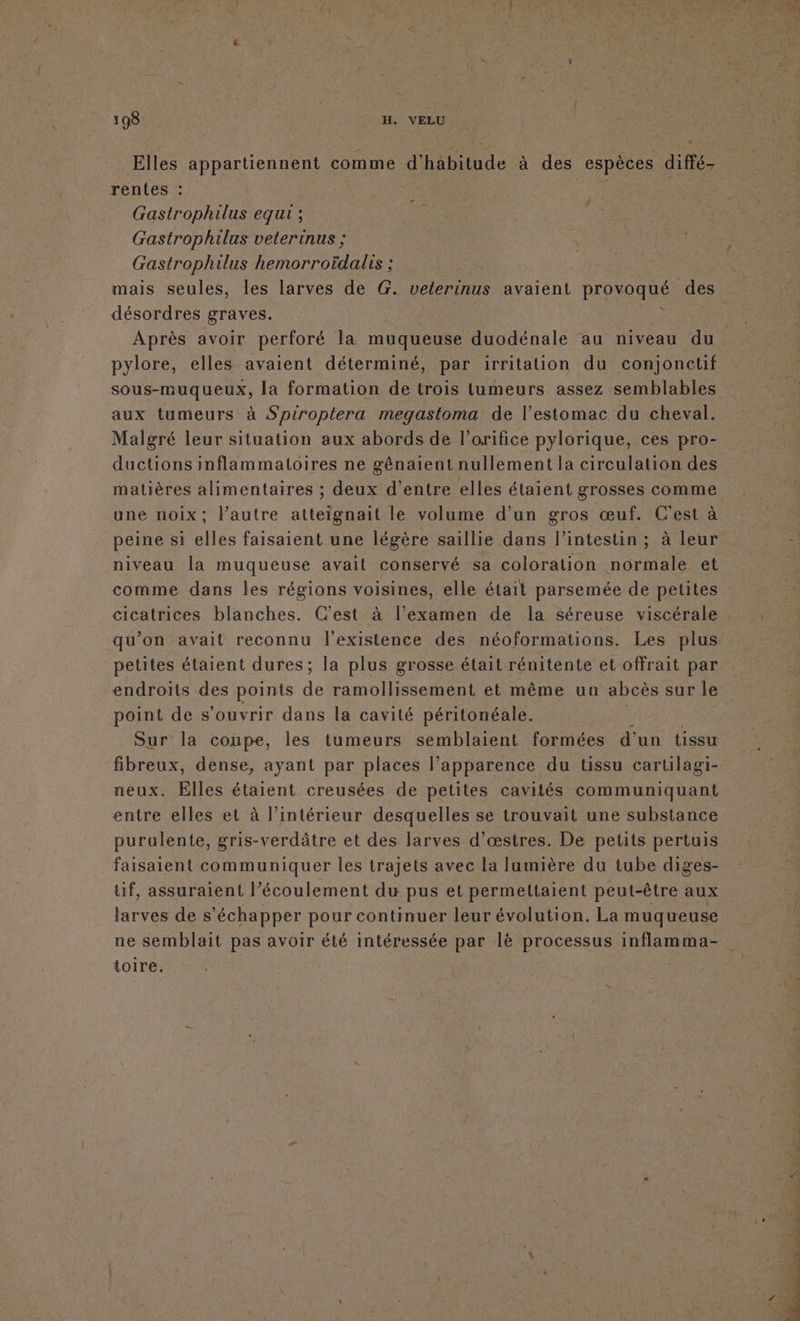 Elles appartiennent comme d'häbitude à des “espèces diffé rentes : | Les Gastrophilus equi ; | Gastrophilus veterinus ; | Gastrophilus hemorroïdalis ; ; | mais seules, les larves de G. veterinus avaient provoqué des désordres graves. k - ? f { pylore, elles avaient déterminé, par irritation du conjonctif sous-muqueux, la formation de trois tumeurs assez semblables aux tumeurs à Spiroptera megastoma de l'estomac du cheval. Malgré leur situation aux abords de l’orifice pylorique, ces pro- ductions inflammatoires ne gênaient nullement la circulation des matières alimentaires ; deux d’entre elles étaient grosses comme une noix; l’autre atteignait le volume d’un gros œuf. C'est à peine si elles faisaient une légère saillie dans l’intestin ; à leur niveau la muqueuse avait conservé sa coloration normale et comme dans les régions voisines, elle était parsemée de petites cicatrices blanches. C'est à l’examen de la séreuse viscérale qu’on avait reconnu l'existence des néoformations. Les plus petites étaient dures; la plus grosse était rénitente et offrait par endroits des points de ramollissement et même un abcès sur le point de s'ouvrir dans la cavité péritonéale. Sur la coupe, les tumeurs semblaient formées d'un tissu fibreux, dense, ayant par places l’apparence du tissu carulagi- neux. Elles étaient creusées de petites cavités communiquant entre elles et à l’intérieur desquelles se trouvait une substance purulente, gris-verdâtre et des larves d’œstres. De petits pertuis faisaient communiquer les trajets avec la lumière du tube diges- uf, assuraient l’écoulement du pus et permettaient peut-être aux larves de s ‘échapper pour continuer leur évolution. La muqueuse toire.