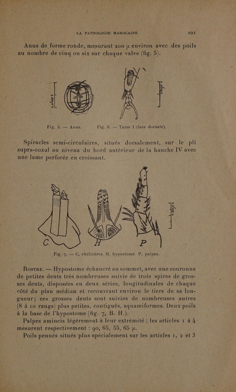 Anus de forme ronde, mesurant 200 u environ avec des poils au nombre de cinq ou six sur chaque valve (fig. 5). Es nr. e | } à 1 S YX VY Fig. 5. — Anus. Fig. 6. — Tarse I (face dorsale). _ Spiracles semi-circulaires, situés dorsalement, sur le pli supra-coxal au niveau du bord antérieur de la hanche IV avec une lame perforée en croissant. à ë Ÿÿ . Fig. 7. — C, chélicères. H, hypostome. P, palpes. ROSTRE. — Hypostome échancré au sommet, avec une couronne de petites dents très nombreuses suivie de trois spires de gros- ses dents, disposées en deux séries, longitudinales de chaque côté du plan médian et recouvrant environ le tiers de sa lon- gueur; ces grosses dents sont suivies de nombreuses autres (8 à 10 rangs) plus petites, contiguës, squamiformes. Deux poils à la base de l’hypostome (fig. 7, B. H.). $ Palpes amincis légèrement à leur extrémité ; les articles 1 à 4: mesurent respectivement : 90, 65, 55, 65 u. Poils pennés situés plus spécialement sur les articles 1, 2 et 3