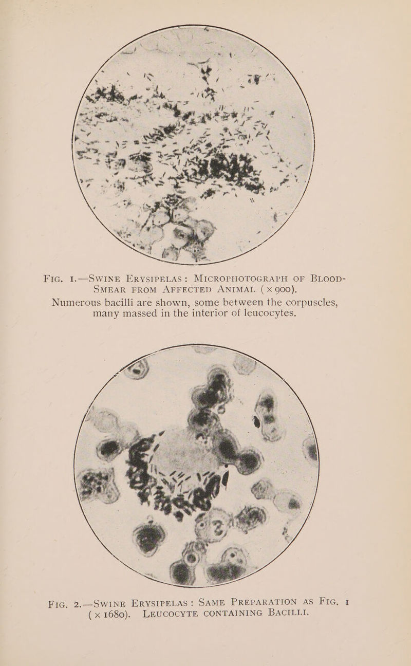 Fic. I.—SWINE ERYSIPELAS: MICROPHOTOGRAPH OF BLOOD- SMEAR FROM AFFECTED ANIMAL ( x 900). Numerous bacilli are shown, some between the corpuscles, many massed in the interior of leucocytes. Fic. 2.—SWINE ERYSIPELAS: SAME PREPARATION AS Fig. (x 1680). LEUCOCYTE CONTAINING BACILUI,