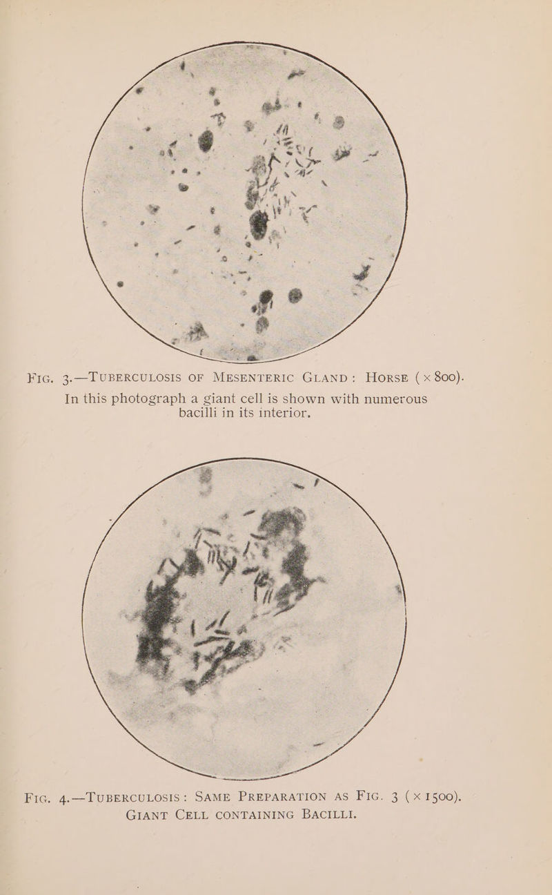 FIG. 3-—TUBERCULOSIS OF MESENTERIC GLAND: Horse (x 800). In this photograph a giant cell is shown with numerous bacilli in its interior. Fic. 4.—TUBERCULOSIS: SAME PREPARATION AS FIG. 3 (xX 1500). GIANT CELL CONTAINING BACILLI.