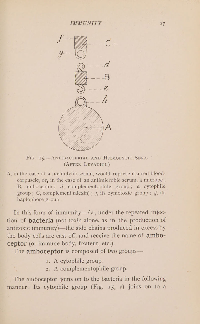 Fic. 15.—ANTIBACTERIAL AND HA@MOLYTIC SERA. (AFTER LEVADITI.) A, in the case of a haemolytic serum, would represent a red blood- corpuscle, or, in the case of an antimicrobic serum, a microbe ; B, amboceptor; d, complementophile group; e, cytophile group ; C, complement (alexin) ; f, its zymotoxic group; g, its haptophore group. In this form of immunity—7.e., under the repeated injec- tion of bacteria (not toxin alone, as in the production of antitoxic immunity)—the side chains produced in excess by the body cells are cast off, and receive the name of ambo- ceptor (or immune body, fixateur, etc.). The amboceptor is composed of two groups— 1. A cytophile group. 2. A complementophile group. The amboceptor joins on to the bacteria in the following manner: Its cytophile group (Fig. 15, ¢) joins on to a