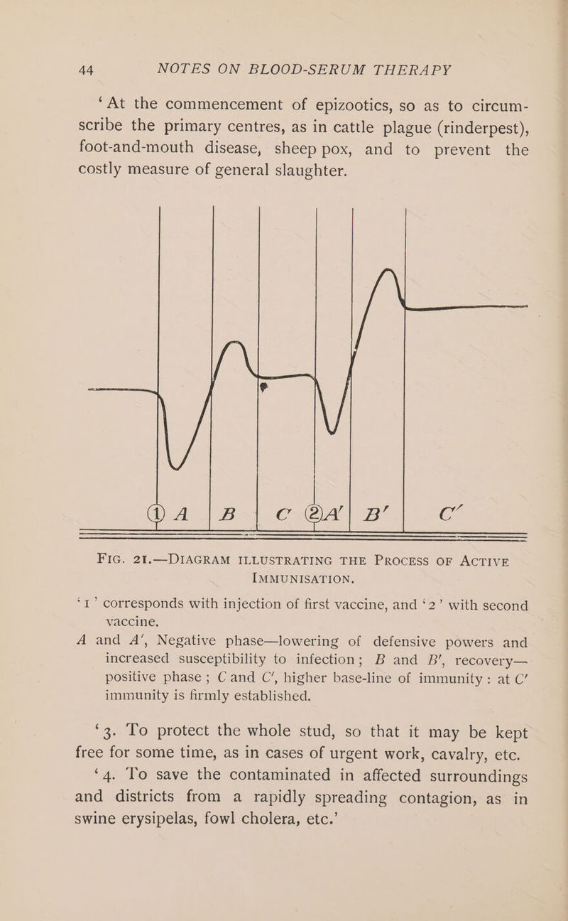 ‘At the commencement of epizootics, so as to circum- scribe the primary centres, as in cattle plague (rinderpest), foot-and-mouth disease, sheep pox, and to prevent the costly measure of general slaughter. ‘I’ corresponds with injection of first vaccine, and ‘2’ with second vaccine, A and A’, Negative phase—lowering of defensive powers and increased susceptibility to infection; B and B’, recovery— positive phase ; Cand C’, higher base-line of immunity : at C’ immunity is firmly established. ‘3. To protect the whole stud, so that it may be kept free for some time, as in cases of urgent work, cavalry, etc. ‘4. To save the contaminated in affected surroundings and districts from a rapidly spreading contagion, as in swine erysipelas, fowl cholera, etc.’