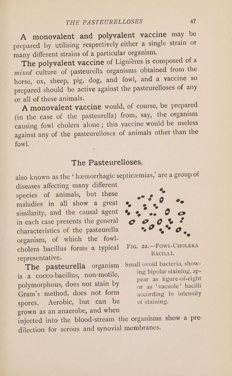 A monovalent and polyvalent vaccine may be prepared by utilising respectively either a single strain or many different strains of a particular organism. The polyvalent vaccine of Lignitres is composed of a mixed culture of pasteurella organisms obtained from the horse, ox, sheep, pig, dog, and fowl, and a vaccine so prepared should be active against the pasteurelloses of any or all of these animals. A monovalent vaccine would, of course, be prepared (in the case of the pasteurella) from, say, the organism causing fowl cholera alone ; this vaccine would be useless against any of the pasteurelloses of animals other than the fowl. 3 The Pasteurelloses, also known as the ‘ hemorrhagic septiceemias,’ are a group of diseases affecting many different species of animals, but these F “e maladies in all show a great «@, sir) GO ee a oe ° similarity, and the causal agent %® @ «6, @ o@ @ @ in each case presents the general CF 8 OO % characteristics of the pasteurella °, 7 «, °° °. organism, of which the fowl- b cholera bacillus forms a typical FI. 22, —FOWL-CHOLERA representative. BACILLI. The pasteurella organism Small ovoid bacteria, show- is a cocco-bacillus, non-motile, ing bipolar staining, ap- polymorphous, does not stain by - See, er Gram’s method, does not form according to intensity spores. Aerobic, but can be of staining. grown as an anaerobe, and when injected into the blood-stream the organisms show a pre- dilection for serous and synovial membranes.